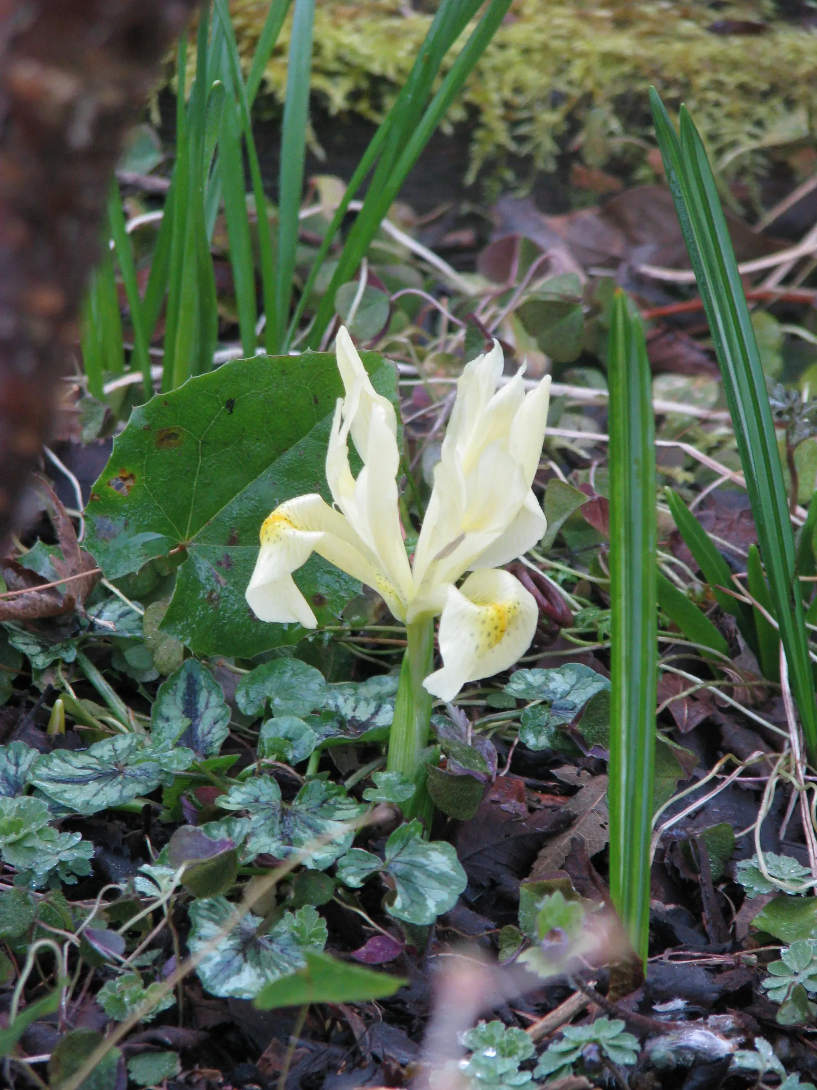 Iris Species (Iris Spp.) — They prefer full to partial sunlight and well-drained soil; typically require spacing of about 18 to 24 inches apart to allow for