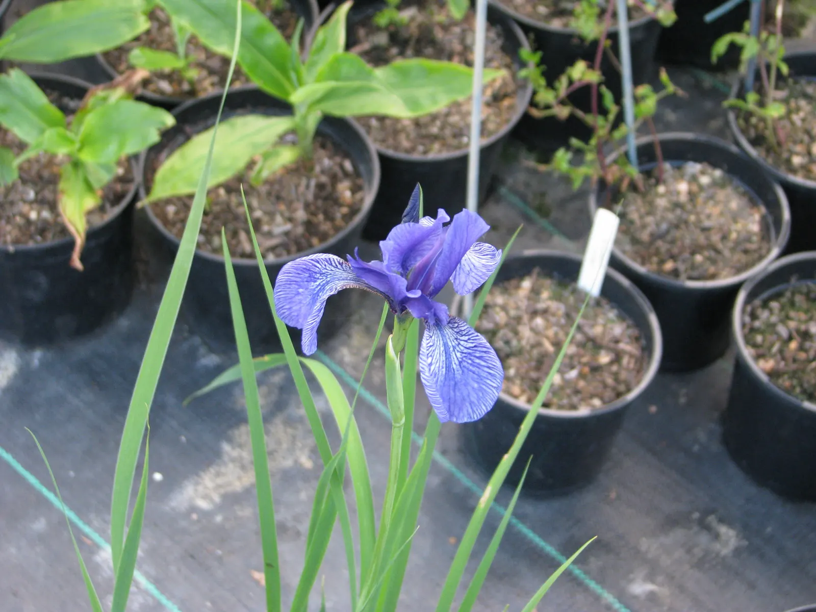Iris Species (Iris Spp.) — Irises are relatively low maintenance; perennial with gold and multi-colored and red and yellow blooms, image 89