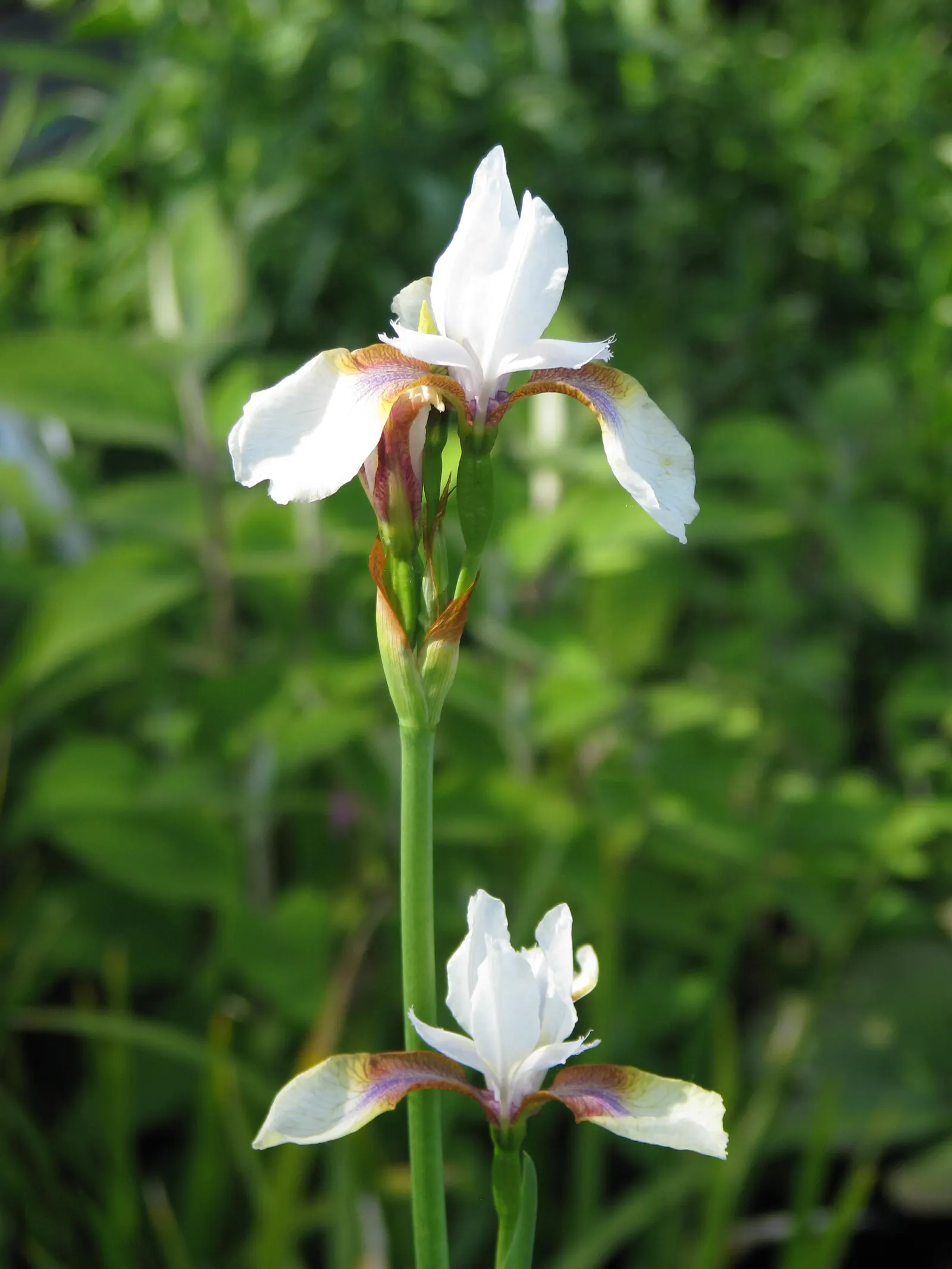 Iris Species (Iris Spp.) — These perennials range from 6 to 48 inches in height, thriving in USDA zones 3-9; and even bicolored options, image 71