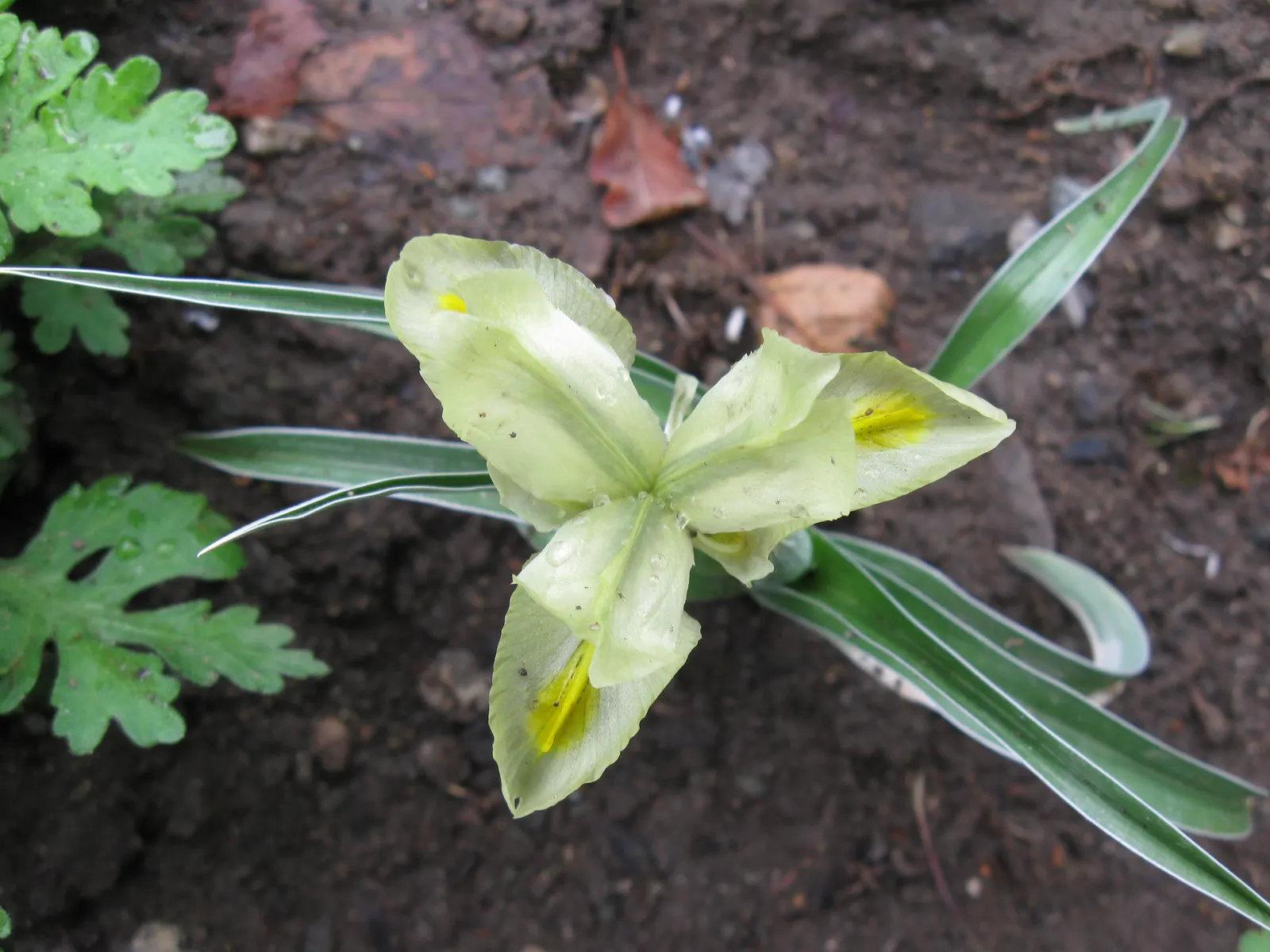 Iris Species (Iris Spp.) — these perennials are prized for their striking; and three downward-arching petals called 'falls', image 78