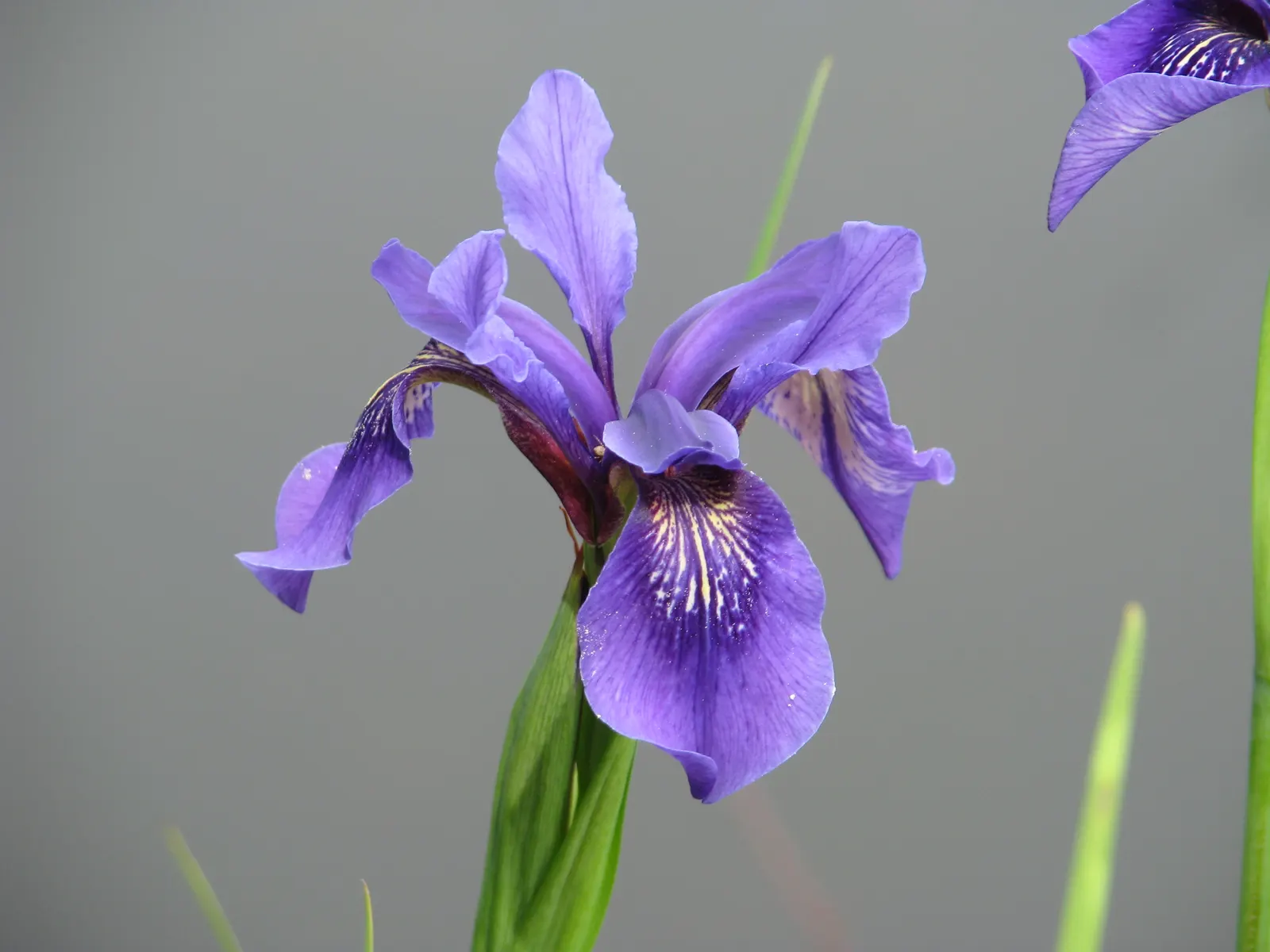Iris Species (Iris Spp.) — With sword-like foliage, they create a striking vertical element in beds