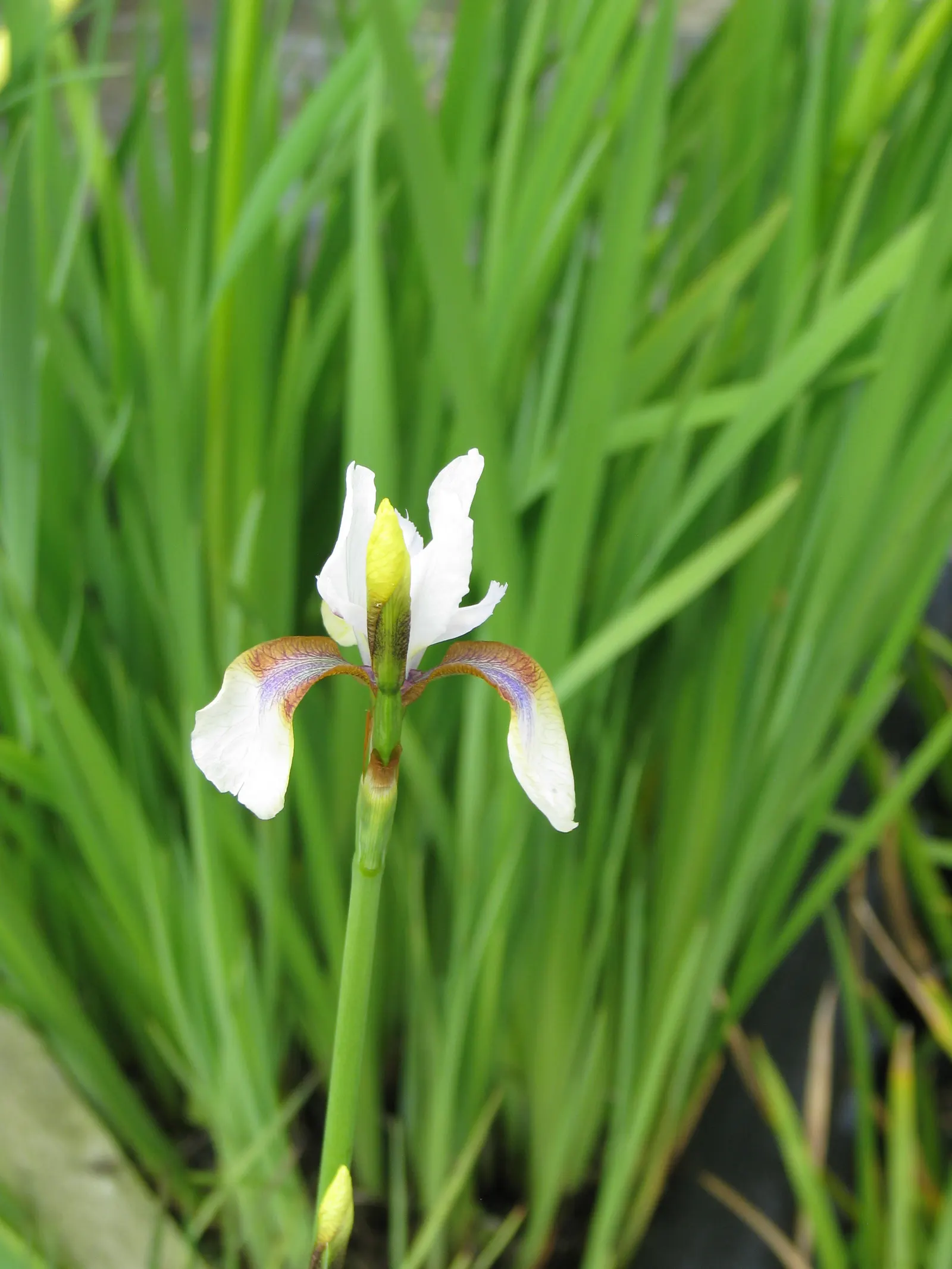 Iris Species (Iris Spp.) — reducing the risk of fungal diseases such as root rot.<br><br>Furthermore; intricate display.<br><br>Irises range in, image 88