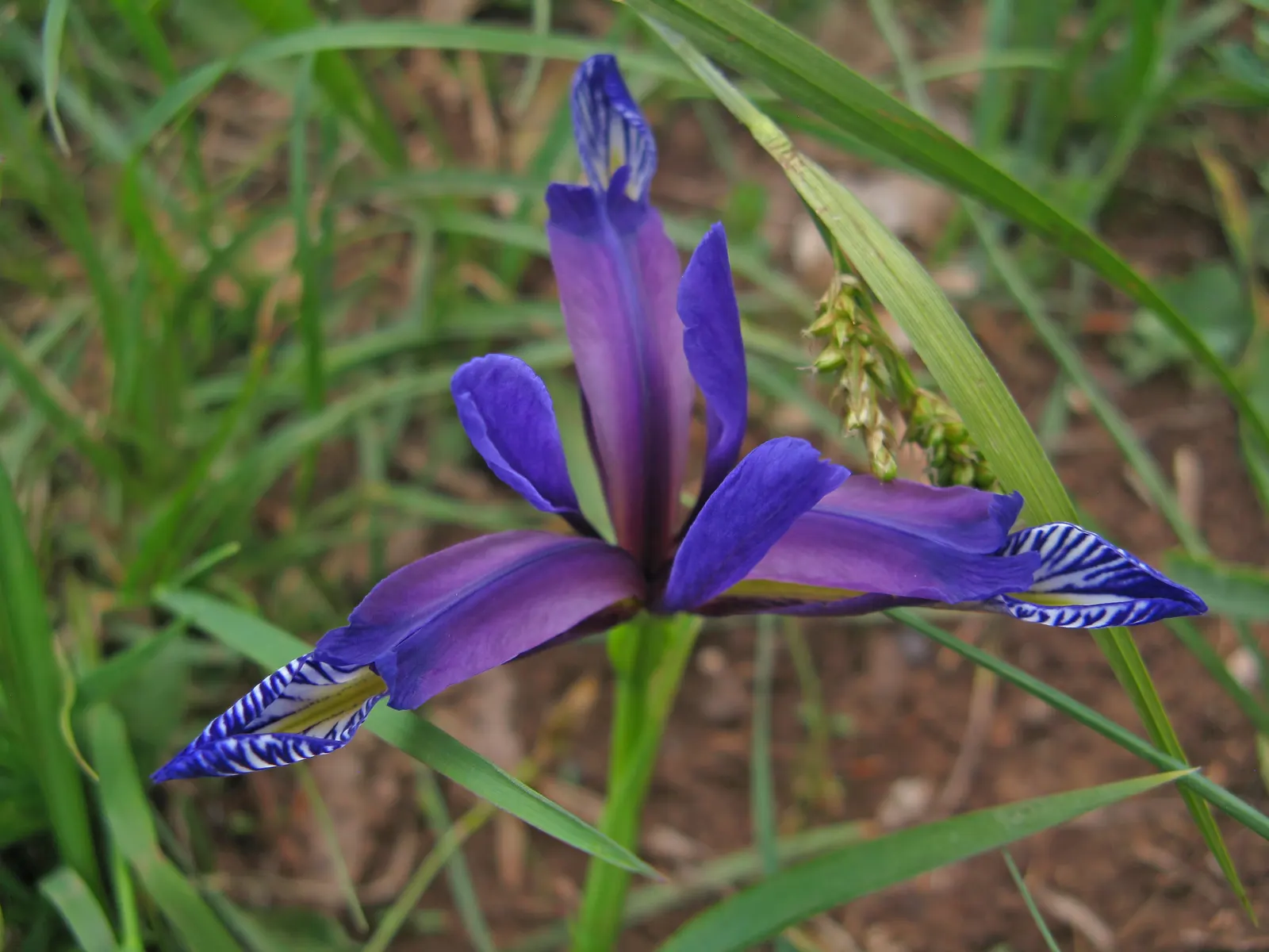 Iris Species (Iris Spp.) — understanding the species' spread is essential; offer a captivating array of colors, often with intricate patterns
