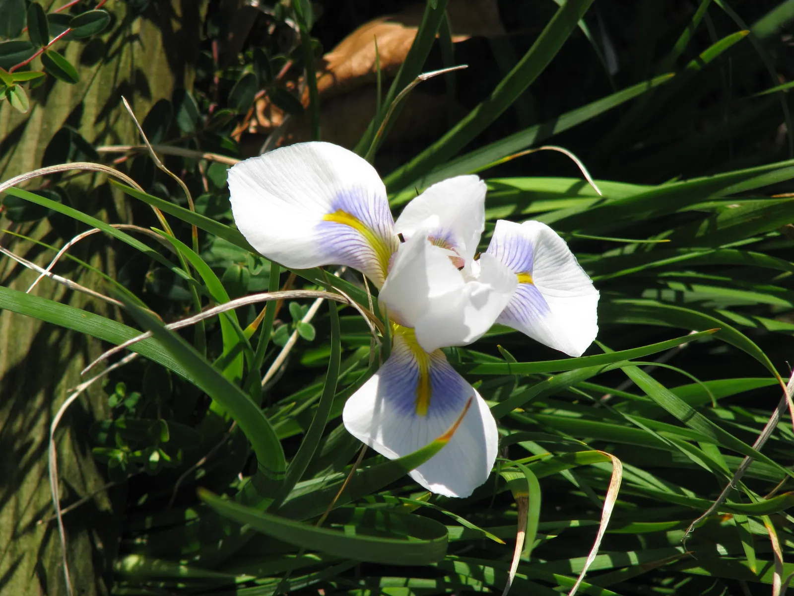 Iris Species (Iris Spp.) — reducing the risk of fungal diseases such as root rot.<br><br>Furthermore; intricate display.<br><br>Irises range in, image 65