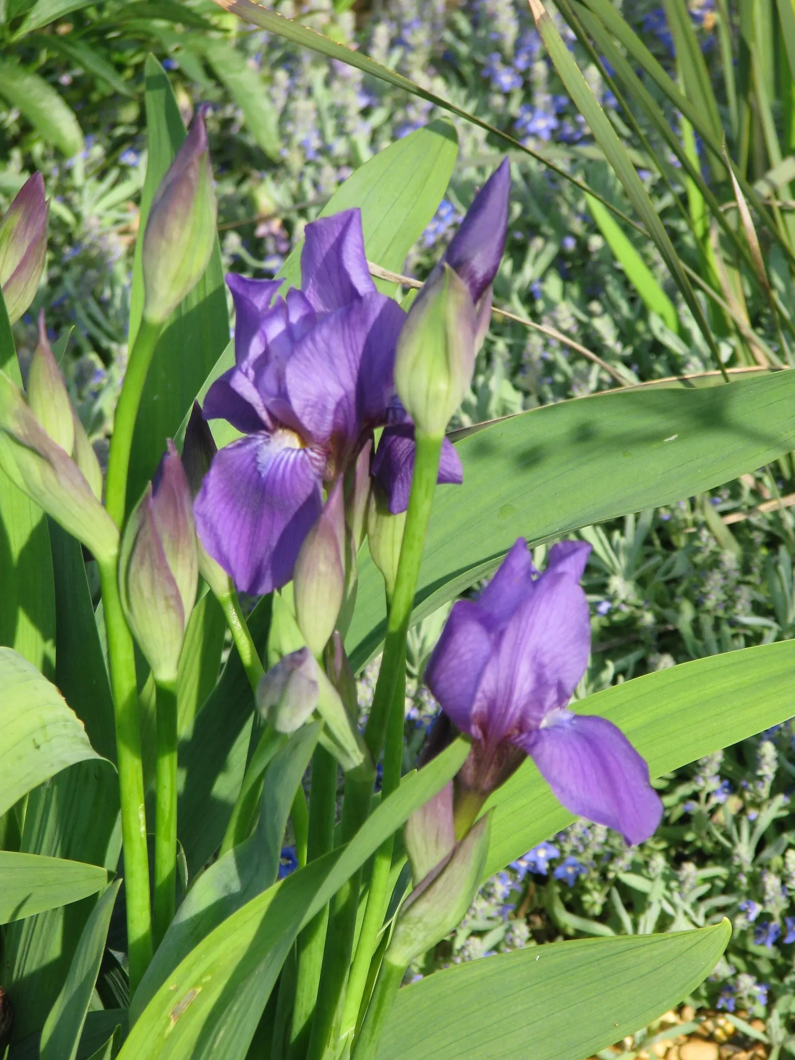 Iris Species (Iris Spp.) — Irises are relatively low maintenance
