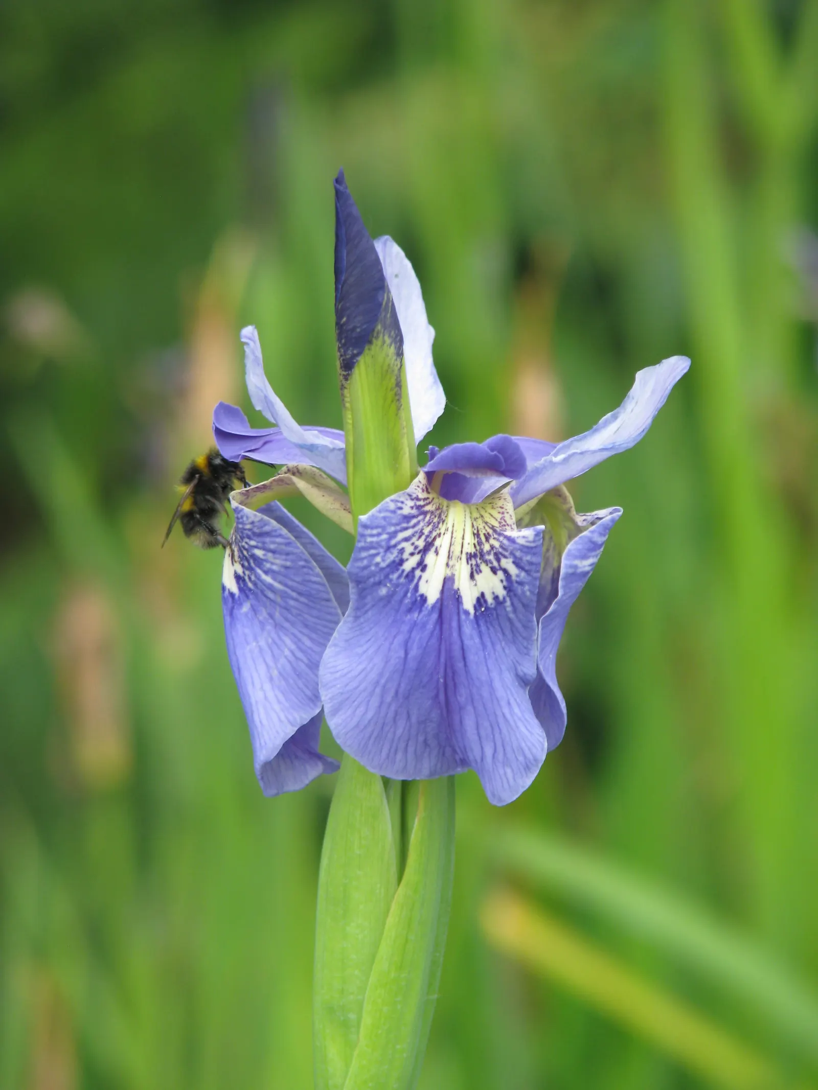Iris Species (Iris Spp.) — and three downward-arching petals called 'falls'