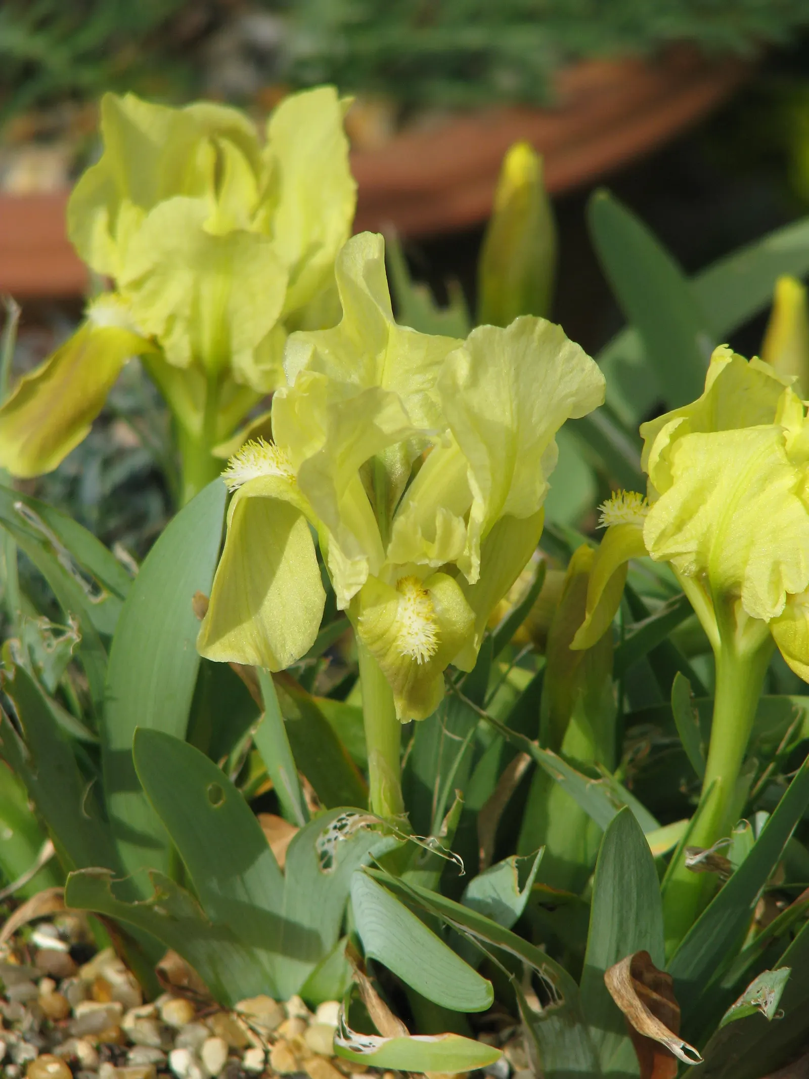 Iris Species (Iris Spp.) — perennial for full or half; irises are relatively low maintenance