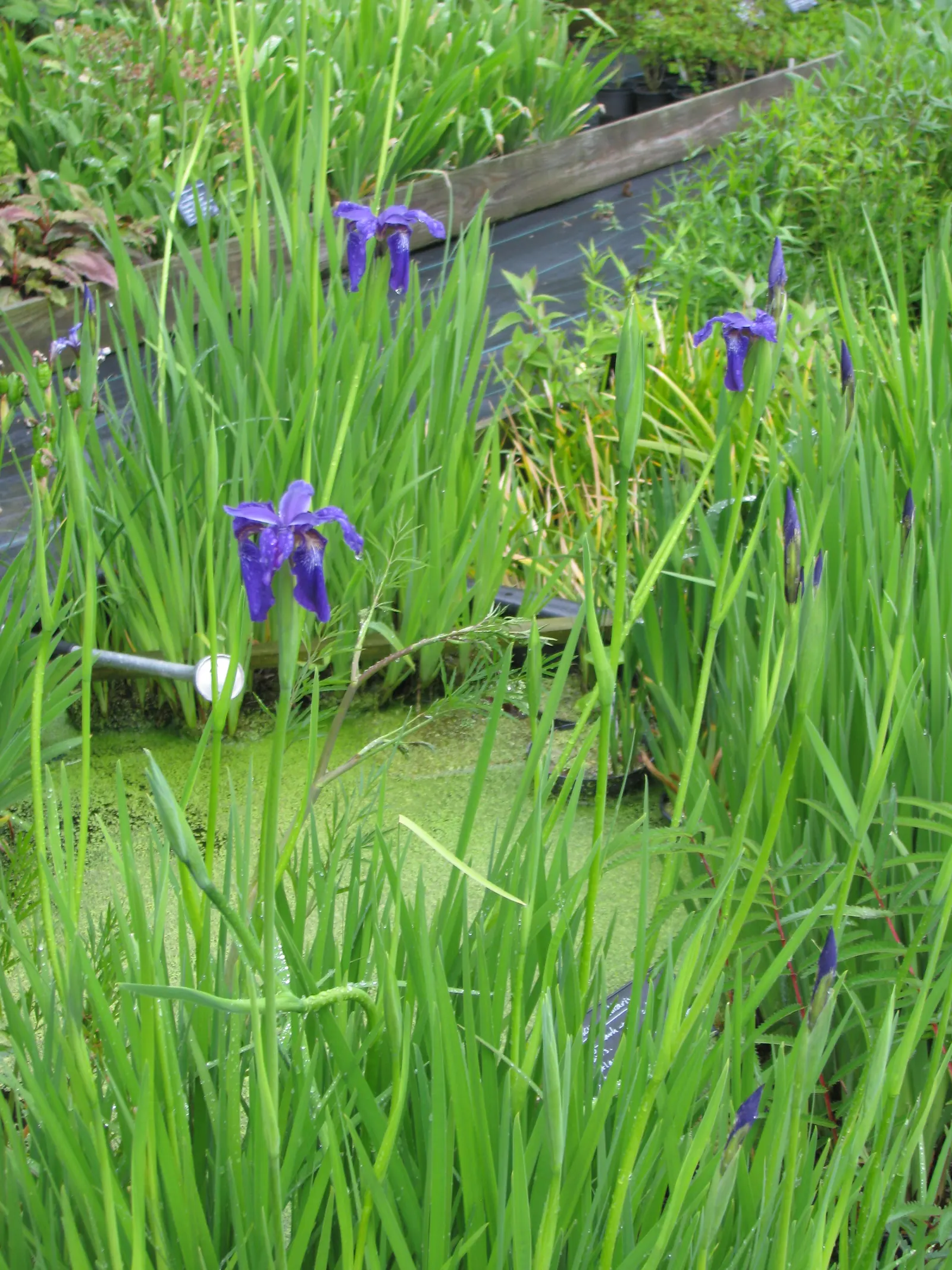 Iris Species (Iris Spp.) — offer a captivating array of colors, often with intricate patterns; with sword-like foliage, they create a striking, image 70