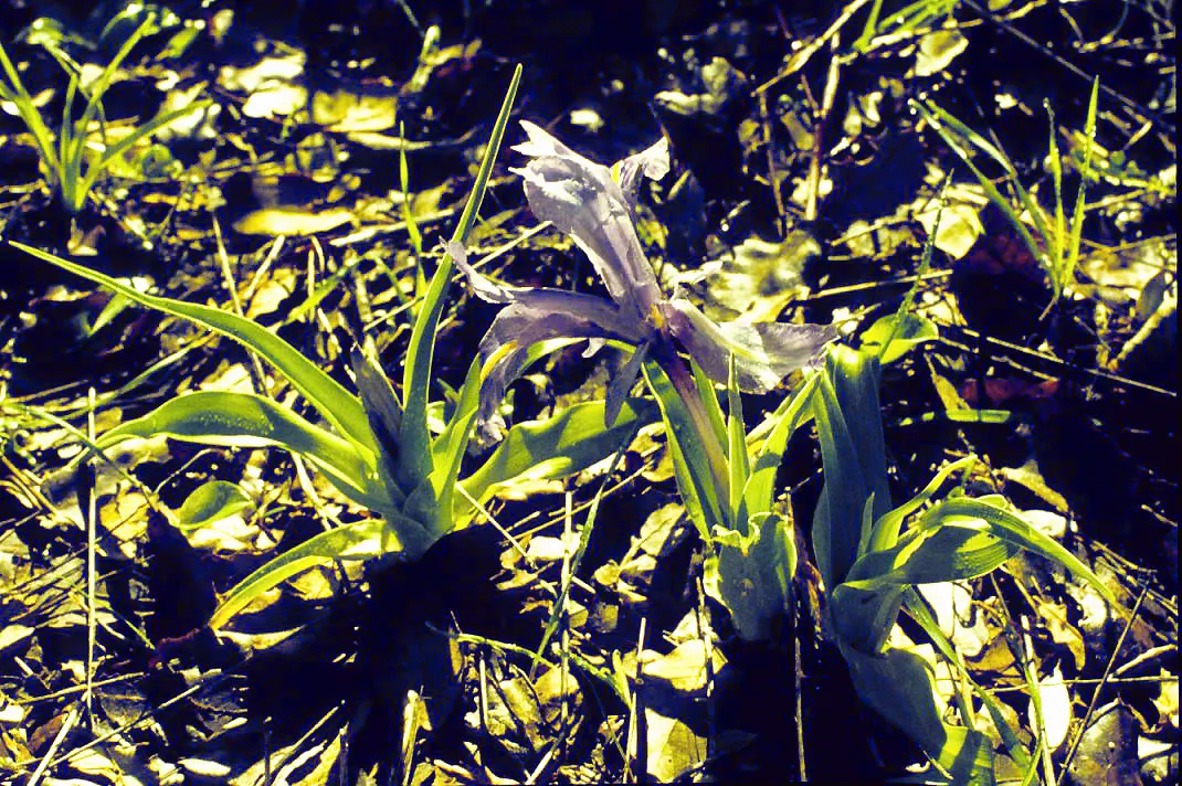 Iris Species (Iris Spp.) — these perennials are prized for their striking; and three downward-arching petals called 'falls'