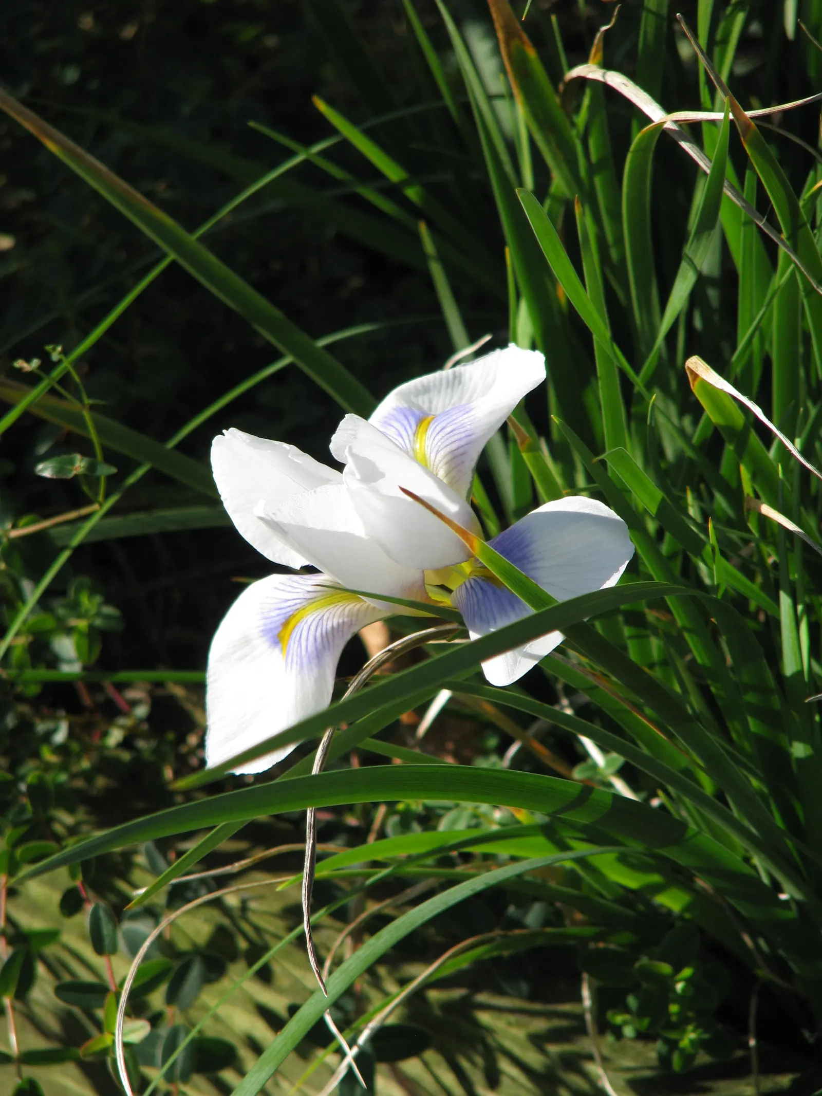 Iris Species (Iris Spp.) — They prefer full to partial sunlight and well-drained soil; typically require spacing of about 18 to 24 inches apart to, image 72
