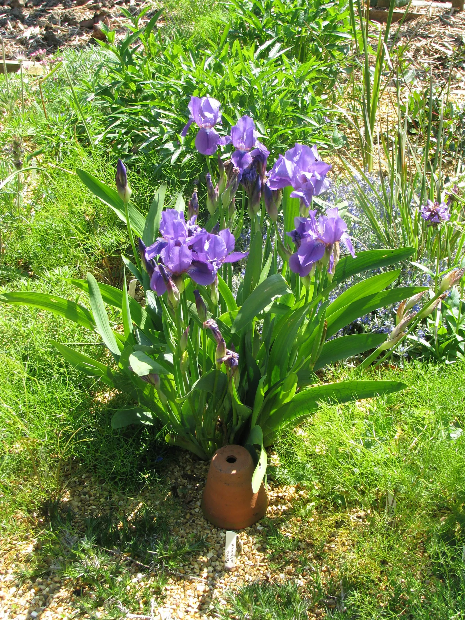 Iris Species (Iris Spp.) — intricate display.<br><br>Irises range in height