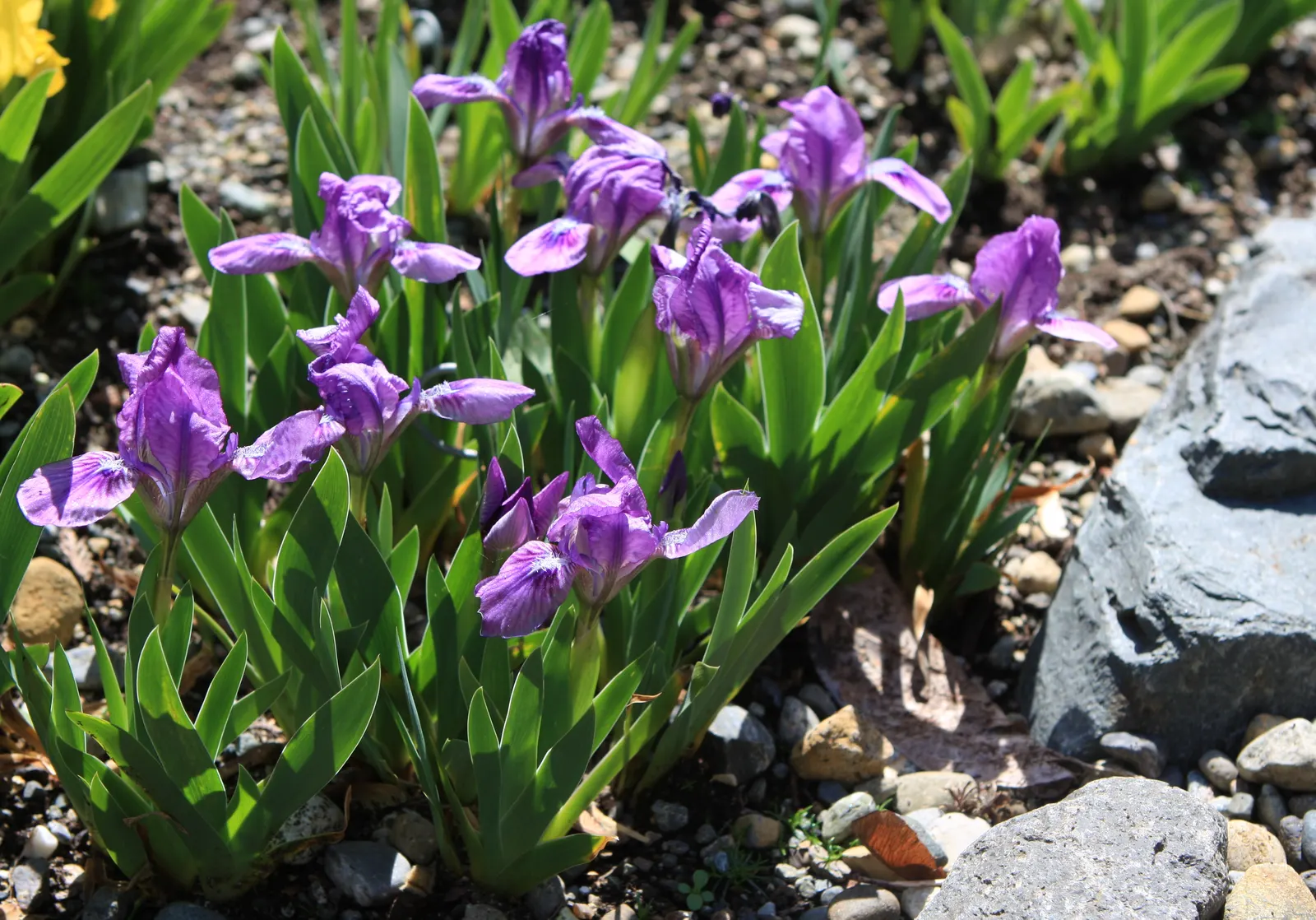 Iris Species (Iris Spp.) — They prefer full to partial sunlight and well-drained soil