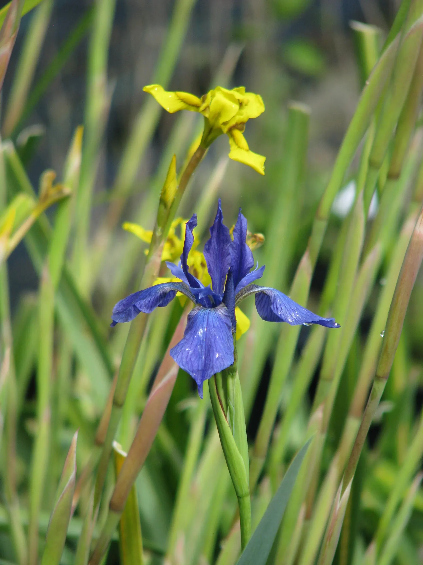 Iris Species (Iris Spp.) — ensuring a hue to complement any garden palette