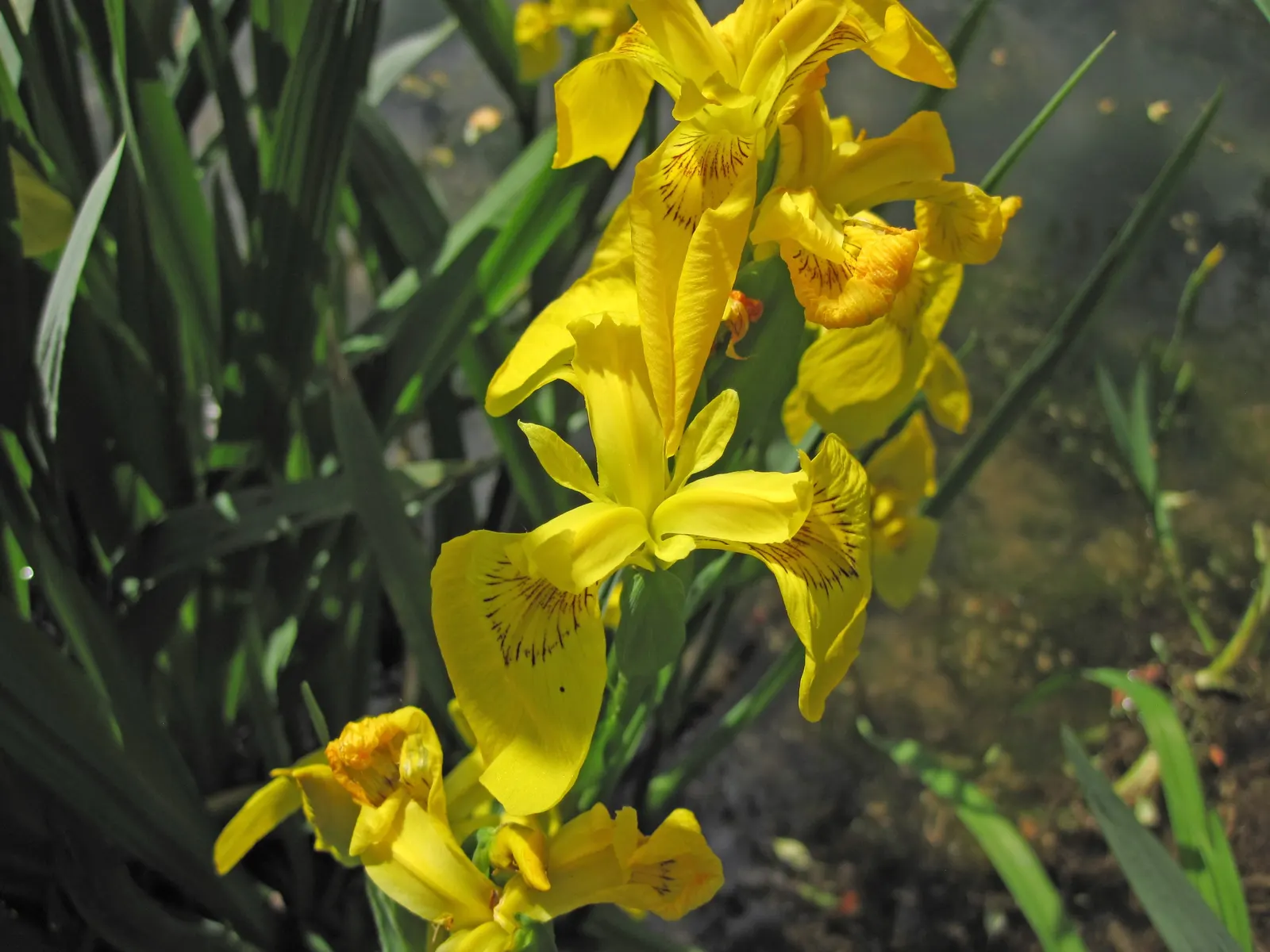 Iris Species (Iris Spp.) — offer a captivating array of colors, often with intricate patterns; with sword-like foliage, they create a striking vertical element