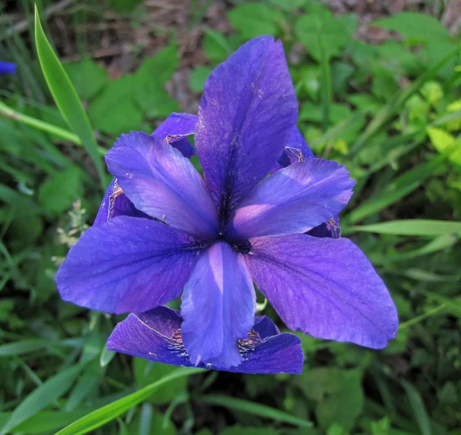 Iris Species (Iris Spp.) — typically require spacing of about 18 to 24 inches apart to allow for proper growth and airflow