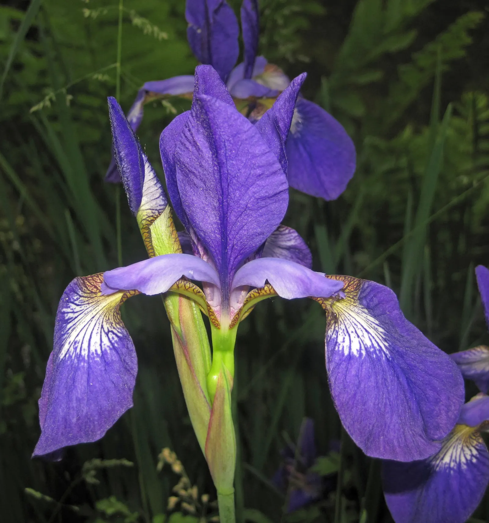 Iris Species (Iris Spp.) — Iris flowers come in an array of colors including purples; gold and multi-colored and red and yellow flowers in the garden