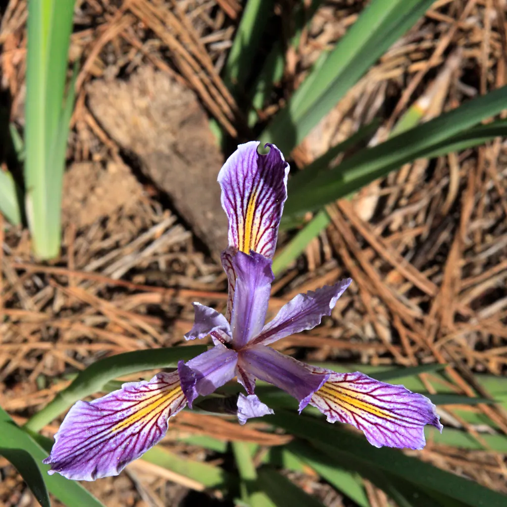 Iris Species (Iris Spp.) — understanding the species' spread is essential; offer a captivating array of colors, often with intricate patterns, image 86