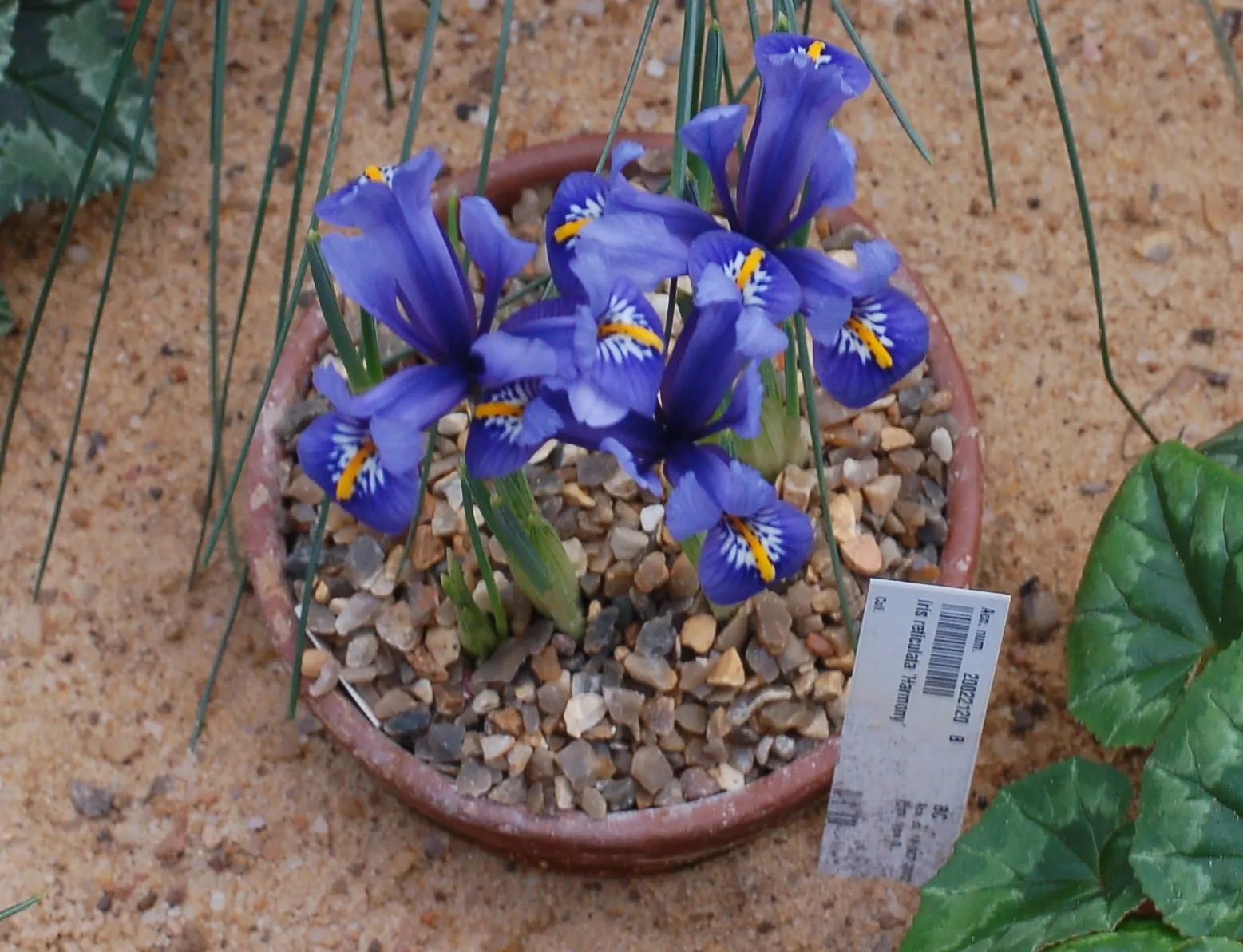 Iris Species (Iris Spp.) — perennial for full or half; irises are relatively low maintenance, image 69
