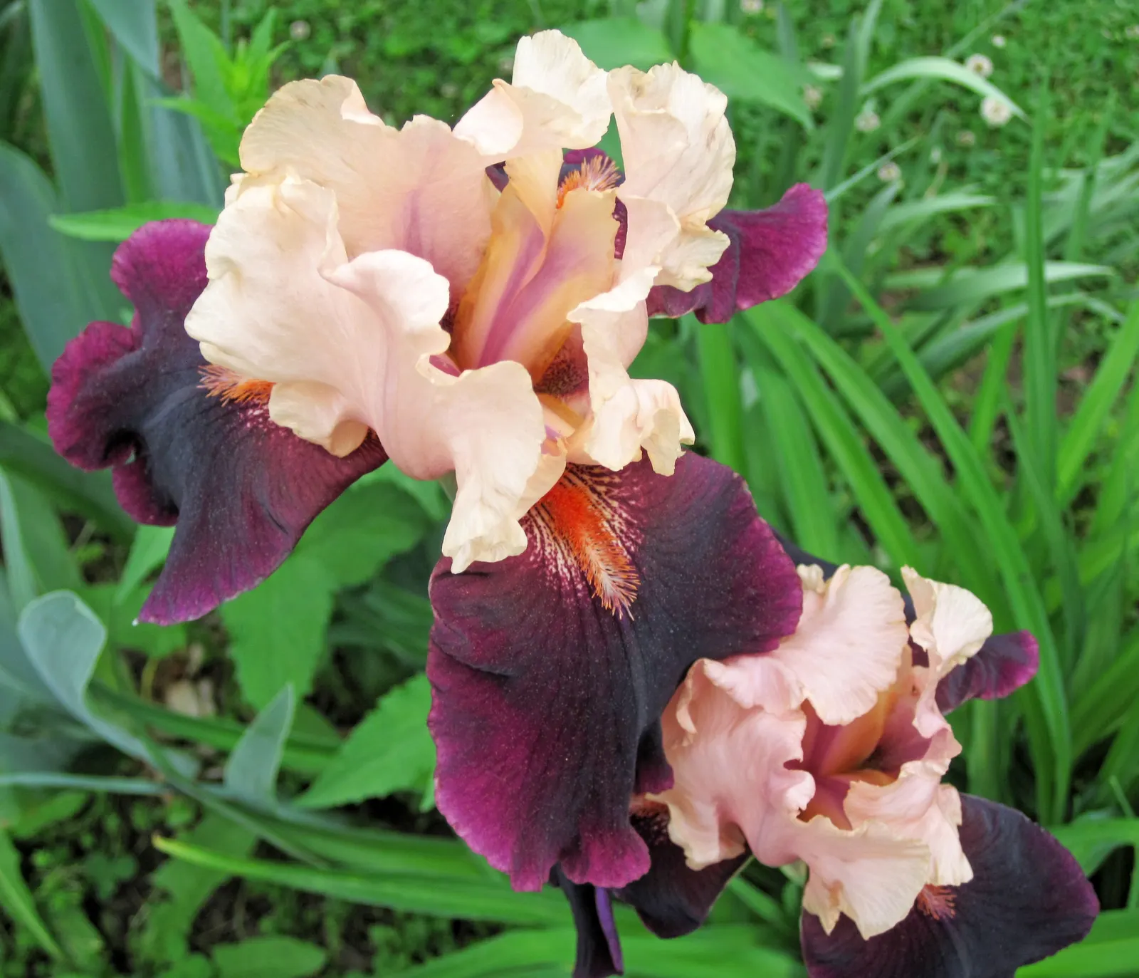 Iris Species (Iris Spp.) — with common garden varieties standing between 8 to 48 inches tall; understanding the species' spread is essential, image 62