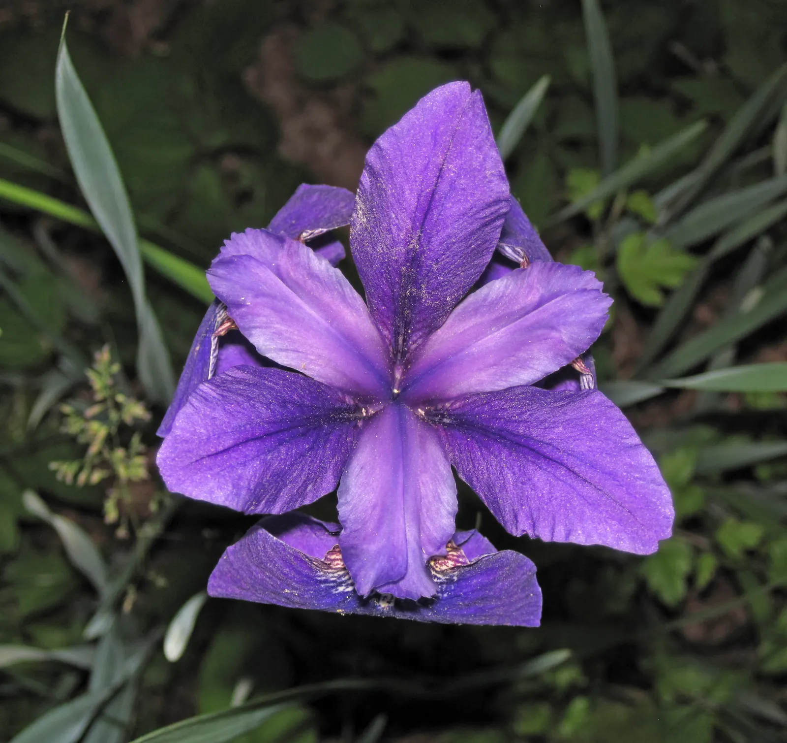 Iris Species (Iris Spp.) — Irises are relatively low maintenance; perennial with gold and multi-colored and red and yellow blooms, image 66