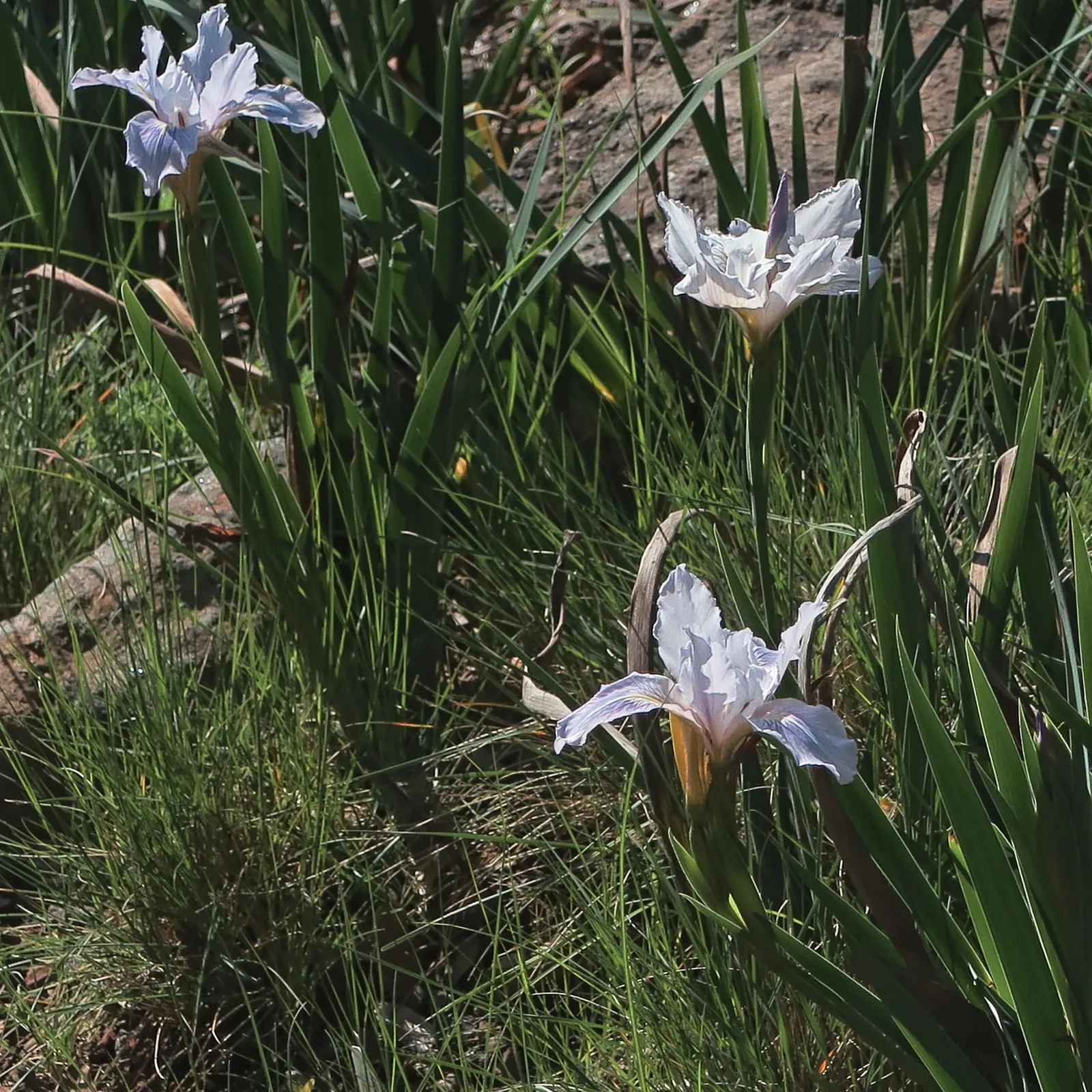 Iris Species (Iris Spp.) — ensuring a hue to complement any garden palette, image 81