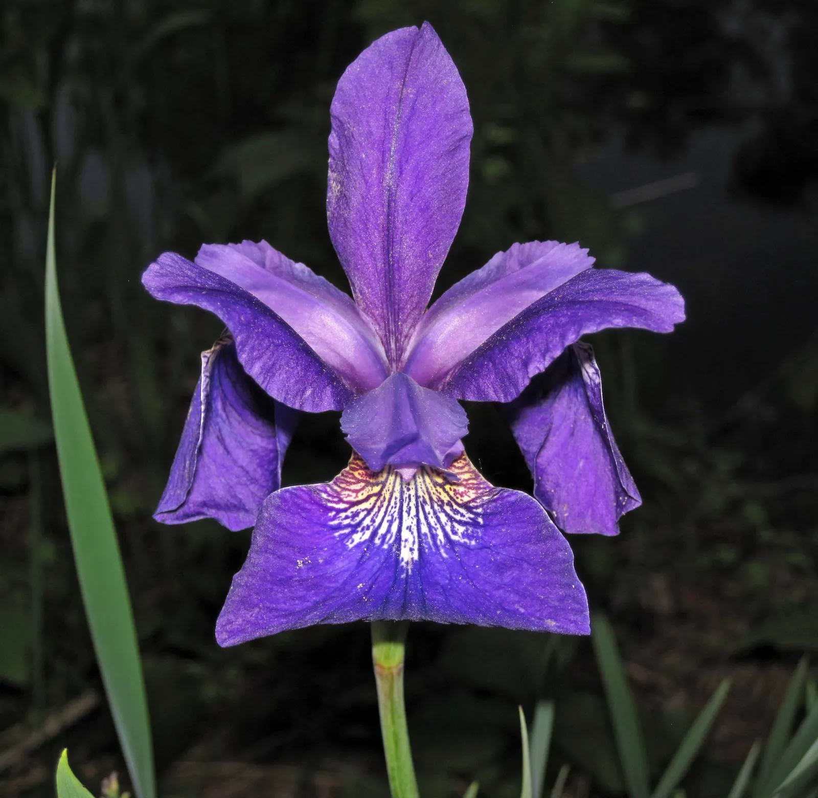 Iris Species (Iris Spp.) — offer a captivating array of colors, often with intricate patterns