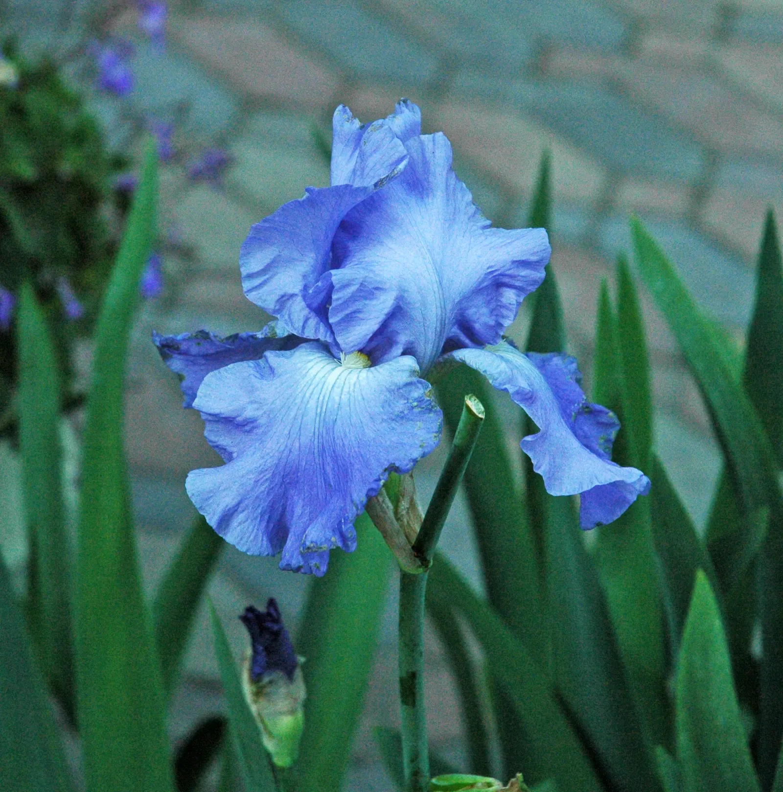 Iris Species (Iris Spp.) — with common garden varieties standing between 8 to 48 inches tall; understanding the species' spread is essential