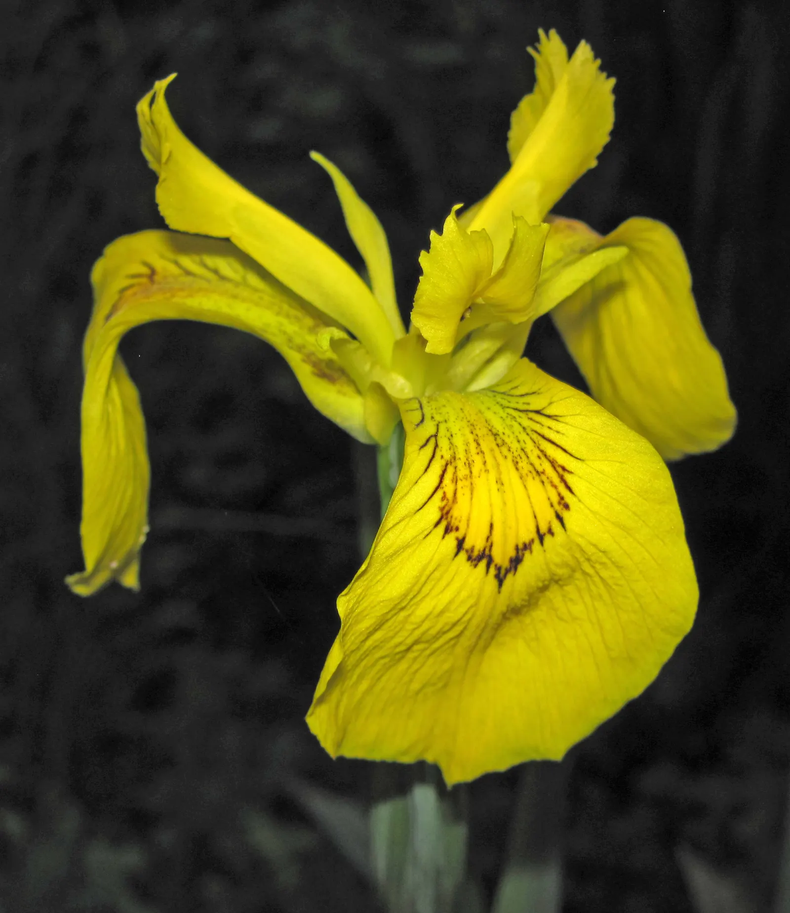 Iris Species (Iris Spp.) — typically require spacing of about 18 to 24 inches apart to allow for proper growth and airflow; is a staple in gardens, image 87