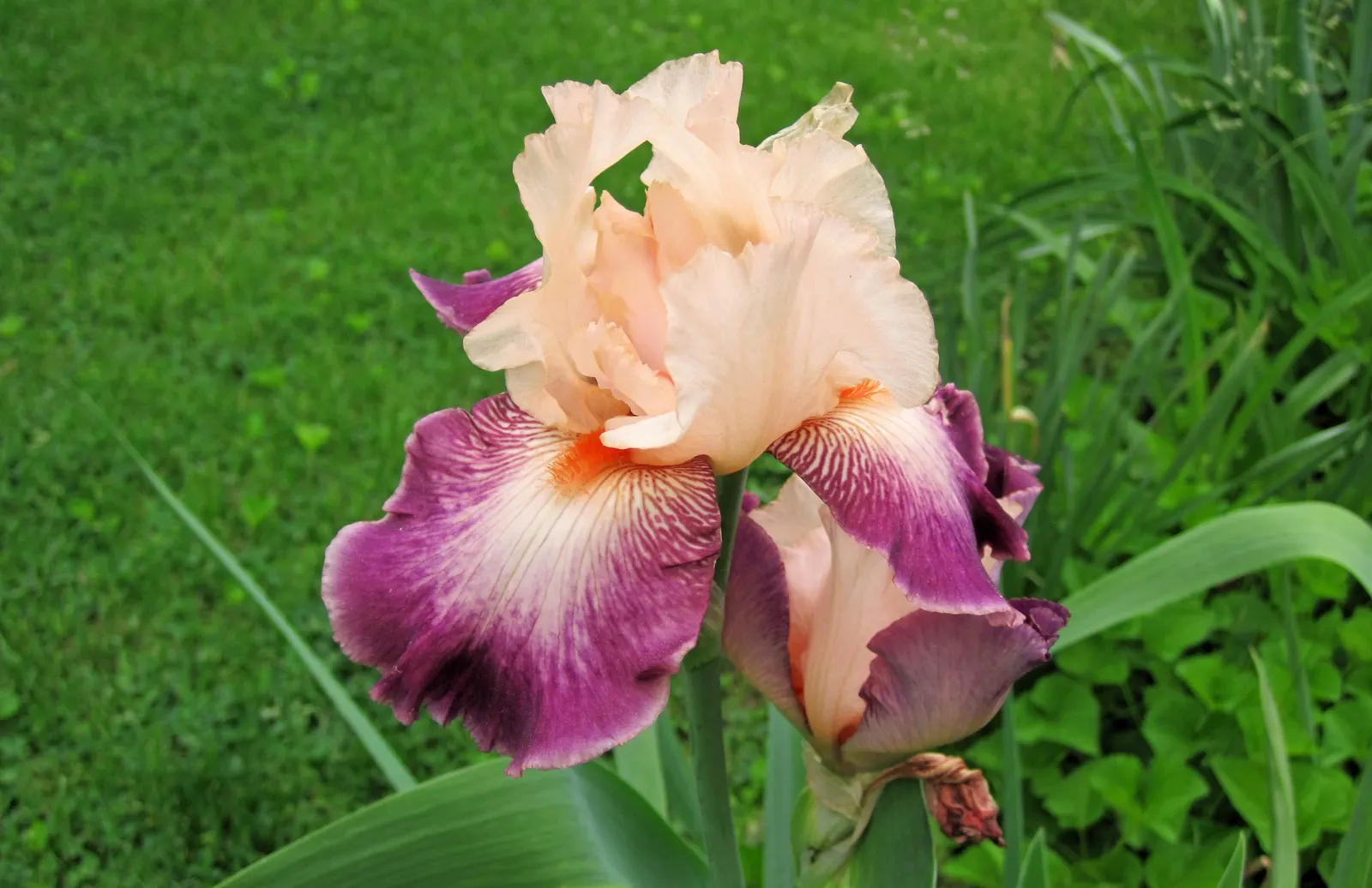 Iris Species (Iris Spp.) — and even bicolored options; blooms appear in late spring to early summer, image 57