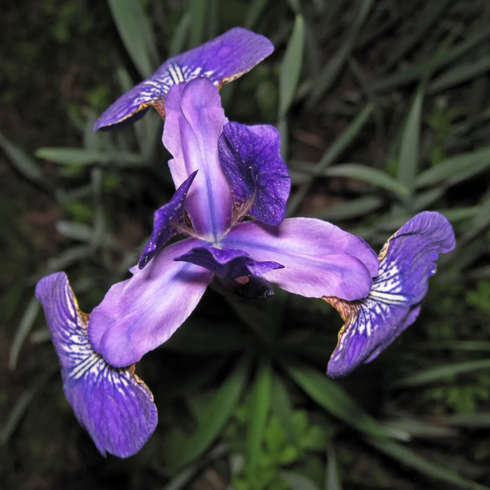 Iris Species (Iris Spp.) — perennial for full or half