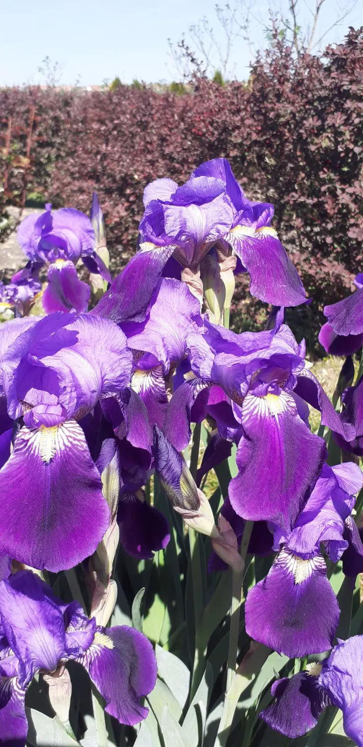 Iris Species (Iris Spp.) — Blooms appear in late spring to early summer; these perennials are prized for their striking