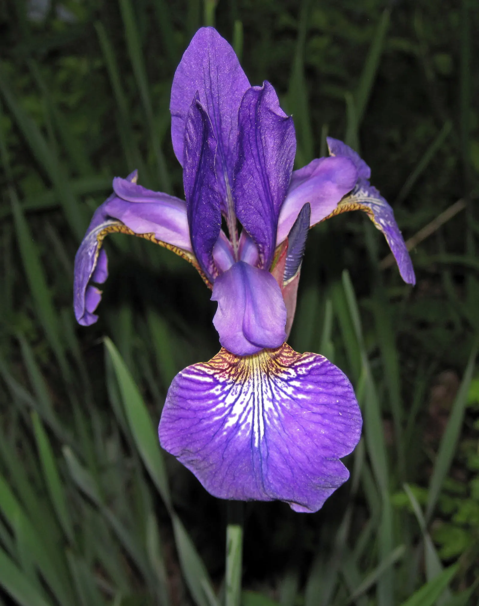 Iris Species (Iris Spp.) — With sword-like foliage, they create a striking vertical element in beds; these perennials range from 6 to 48 inches in height