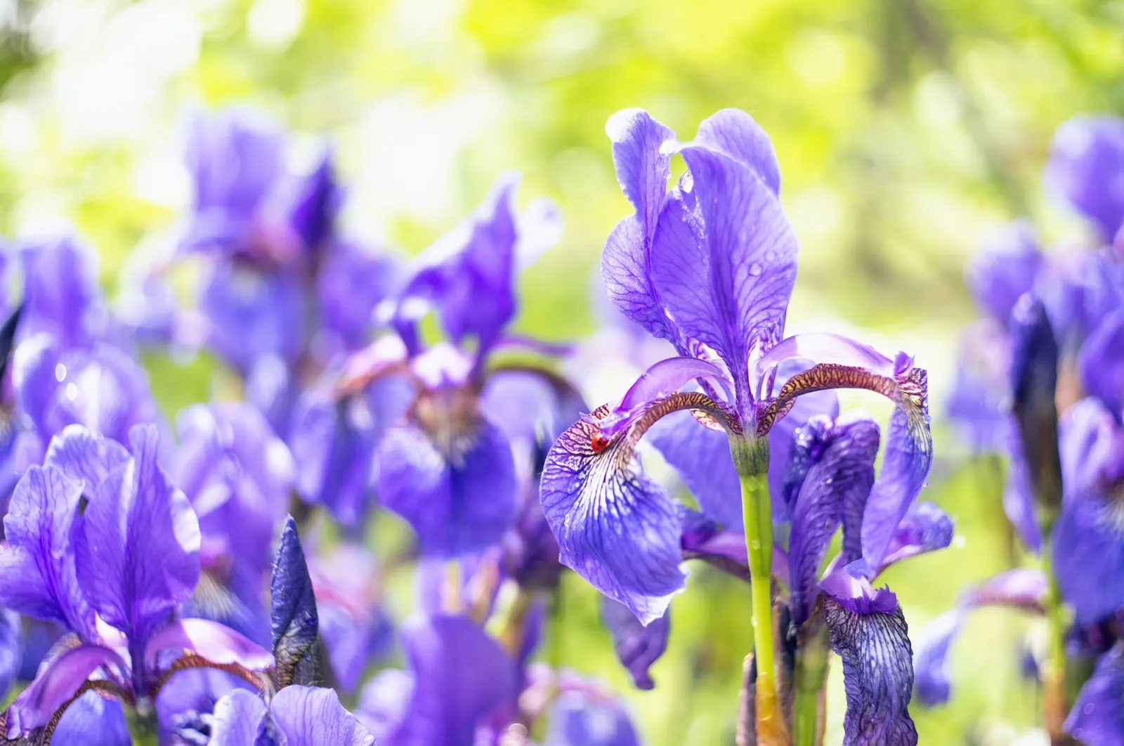 Iris Species (Iris Spp.) — understanding the species' spread is essential; offer a captivating array of colors, often with intricate patterns, image 63