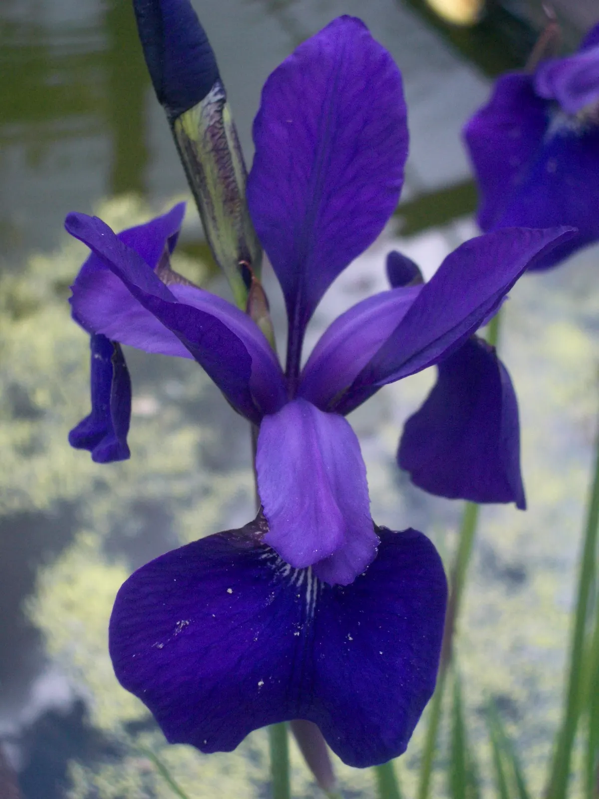 Iris Species (Iris Spp.) — and three downward-arching petals called 'falls'; they prefer full to partial sunlight and well-drained soil
