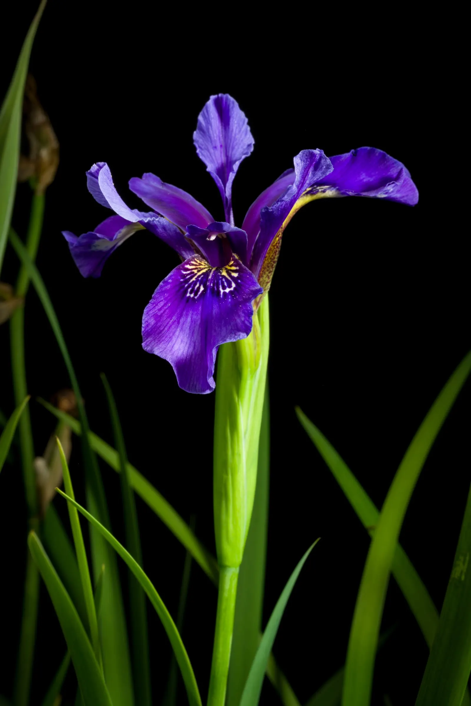 Iris Species (Iris Spp.) — With sword-like foliage, they create a striking vertical element in beds; these perennials range from 6 to 48 inches in, image 73