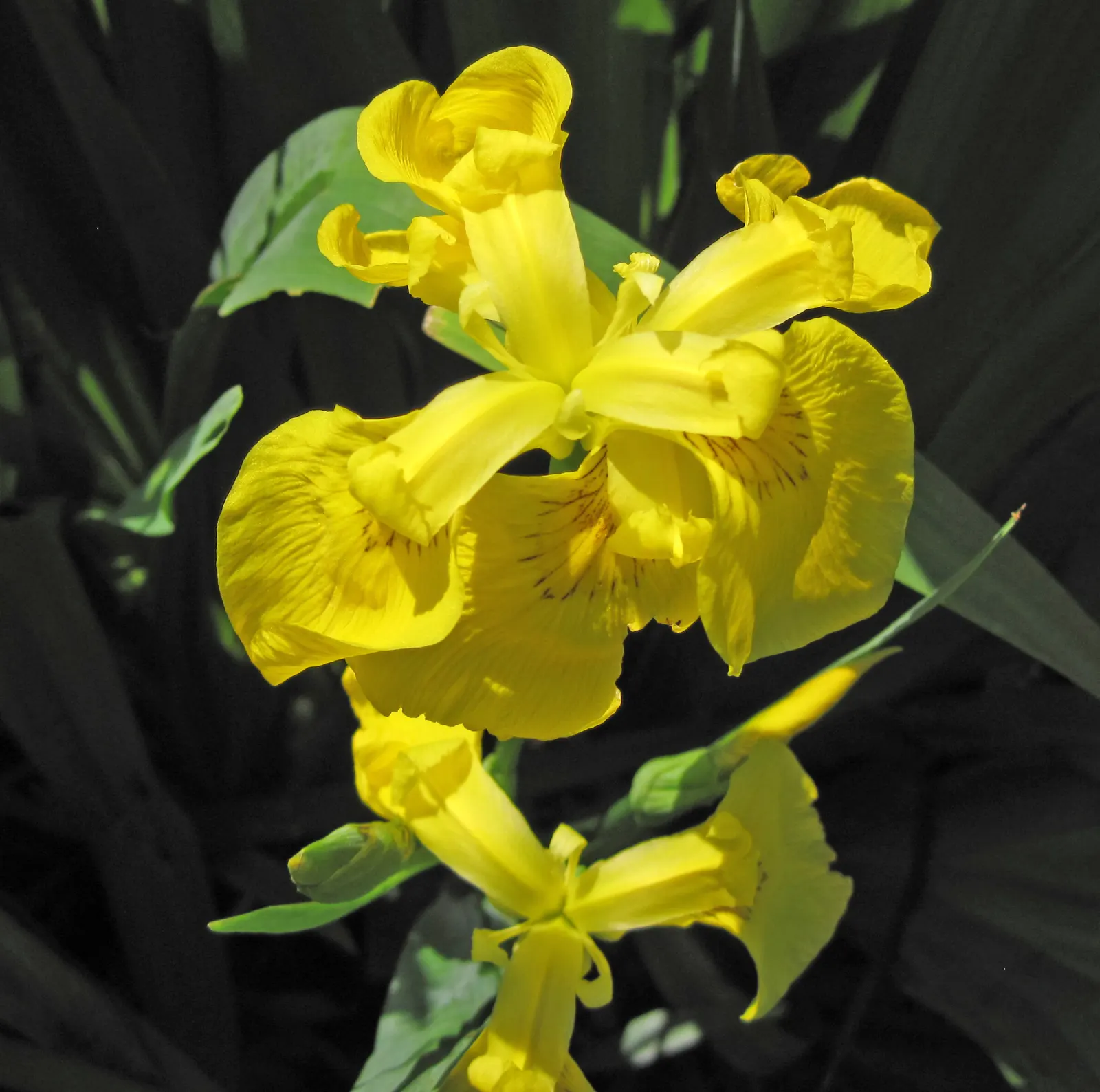 Iris Species (Iris Spp.) — Iris flowers come in an array of colors including purples