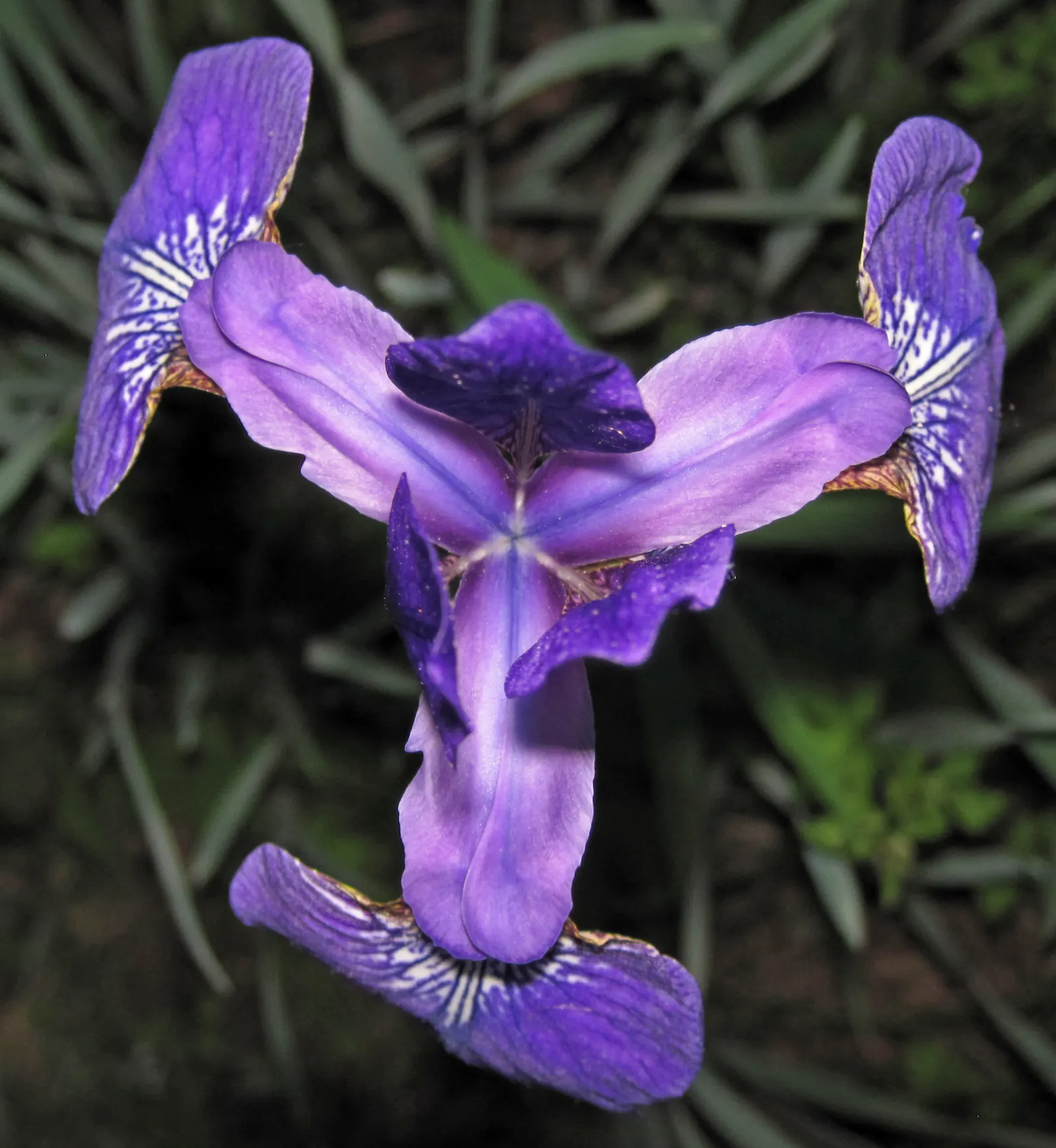 Iris Species (Iris Spp.) — With sword-like foliage, they create a striking vertical element in beds; these perennials range from 6 to 48 inches in, image 50