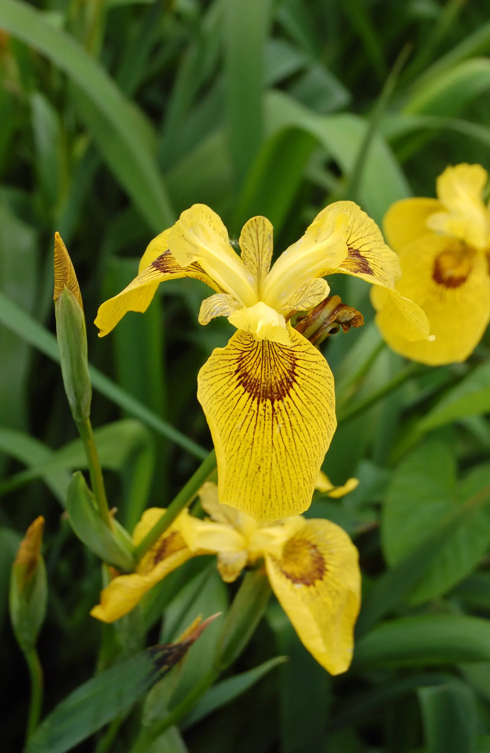 Iris Species (Iris Spp.) — These perennials range from 6 to 48 inches in height, thriving in USDA zones 3-9; and even bicolored options, image 48