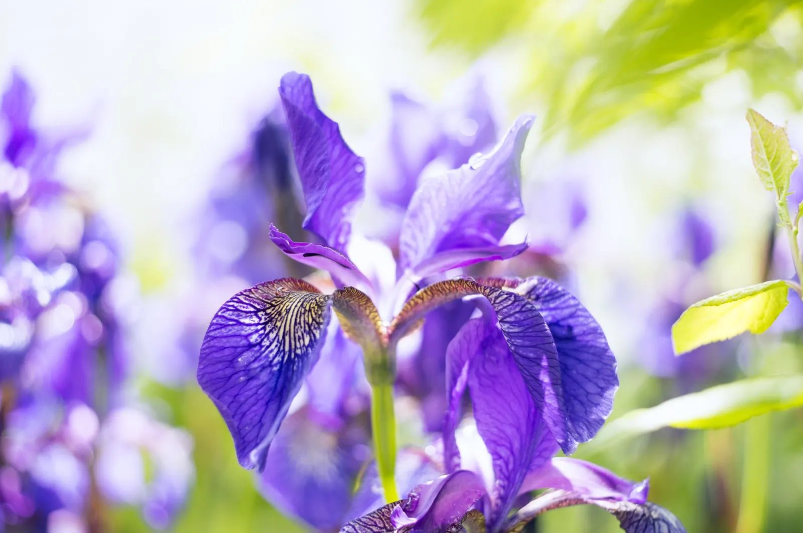 Iris Species (Iris Spp.) — a captivating genus with diverse species; perennial for full or half, image 76