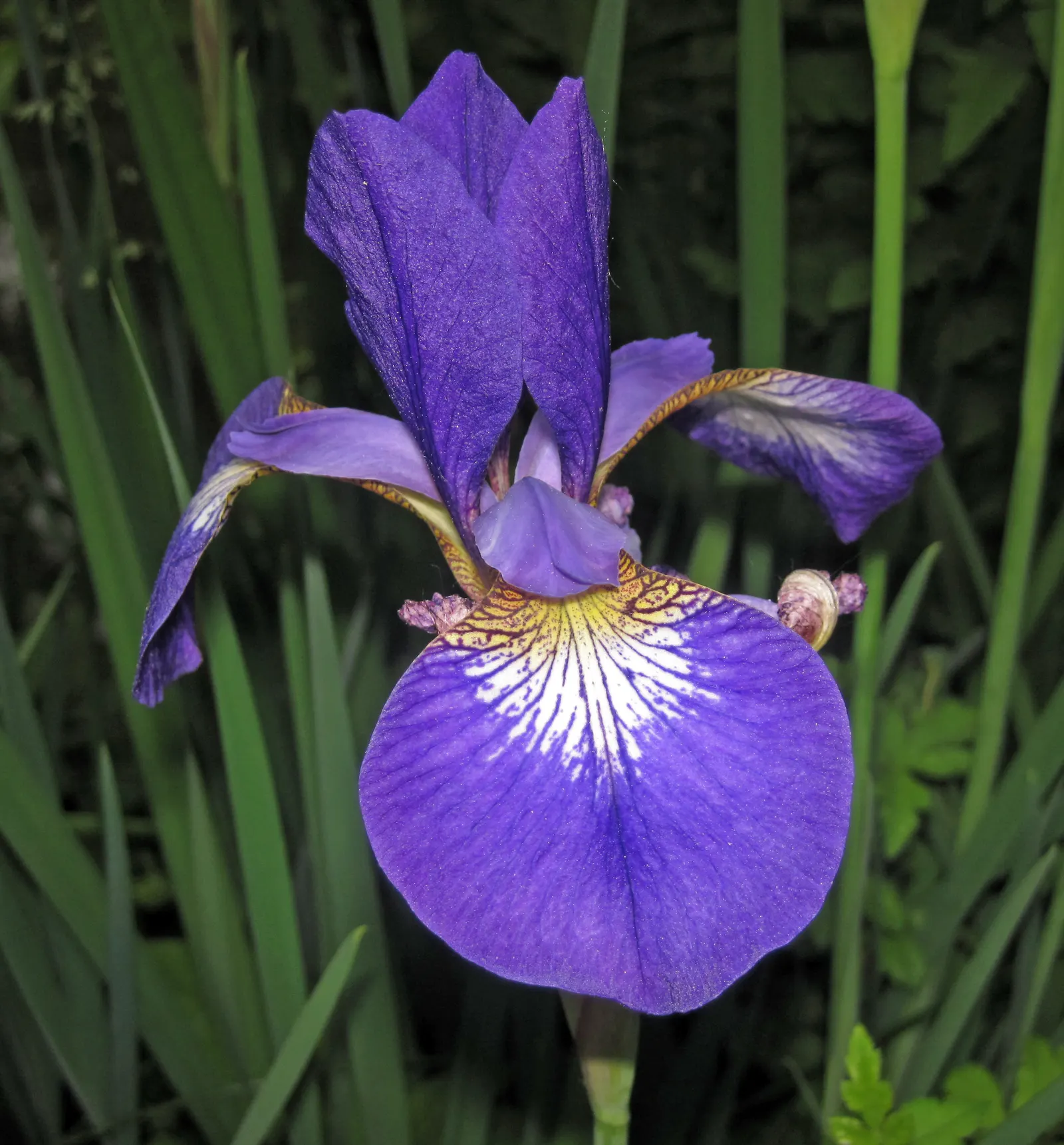 Iris Species (Iris Spp.) — intricate display.<br><br>Irises range in height; iris flowers come in an array of colors including purples