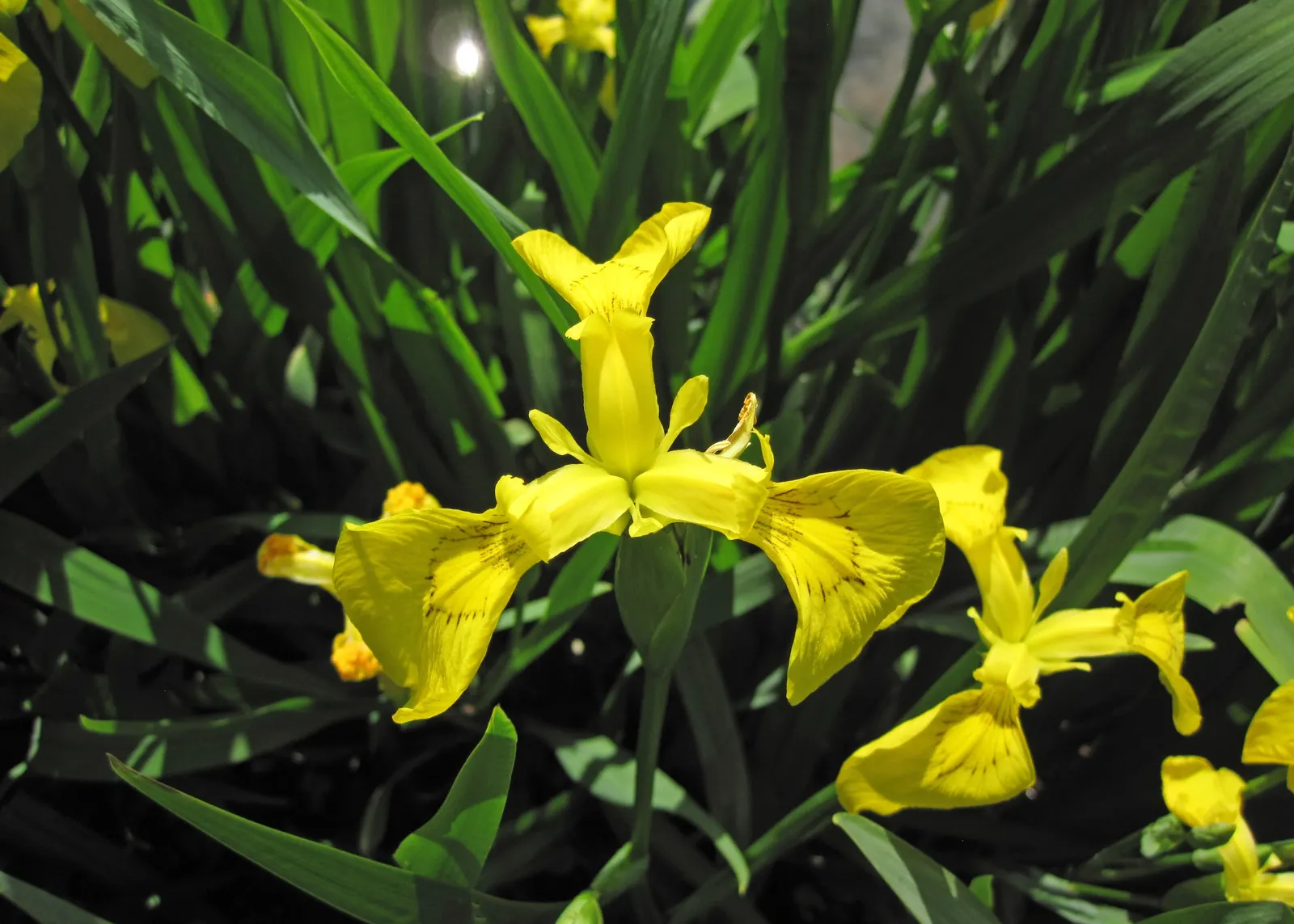 Iris Species (Iris Spp.) — ensuring a hue to complement any garden palette, image 35