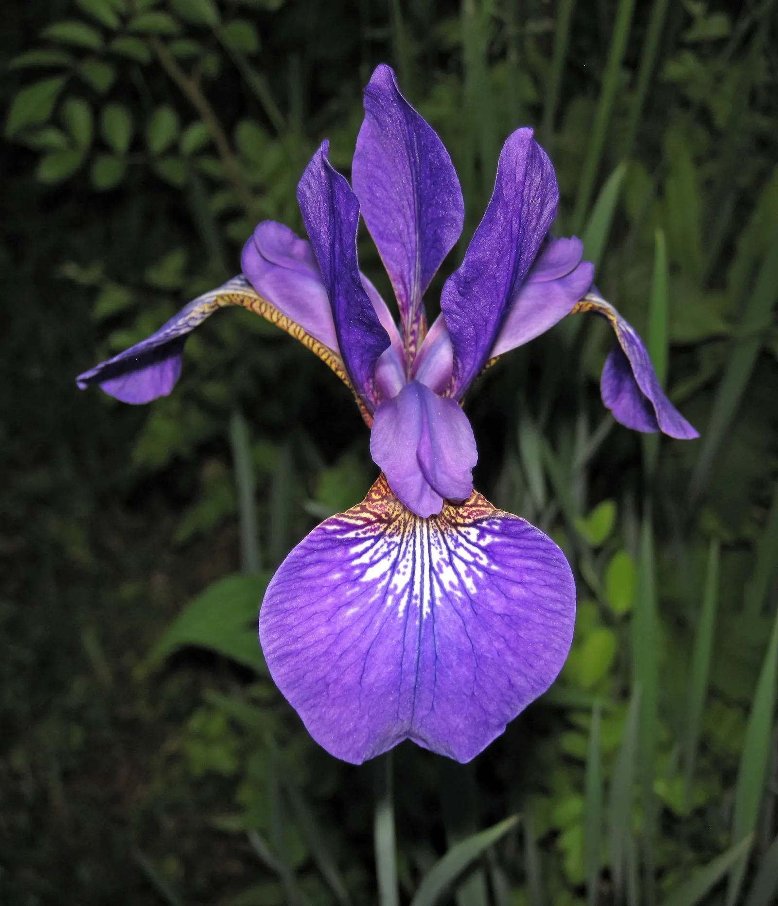 Iris Species (Iris Spp.) — ensuring a hue to complement any garden palette, image 58