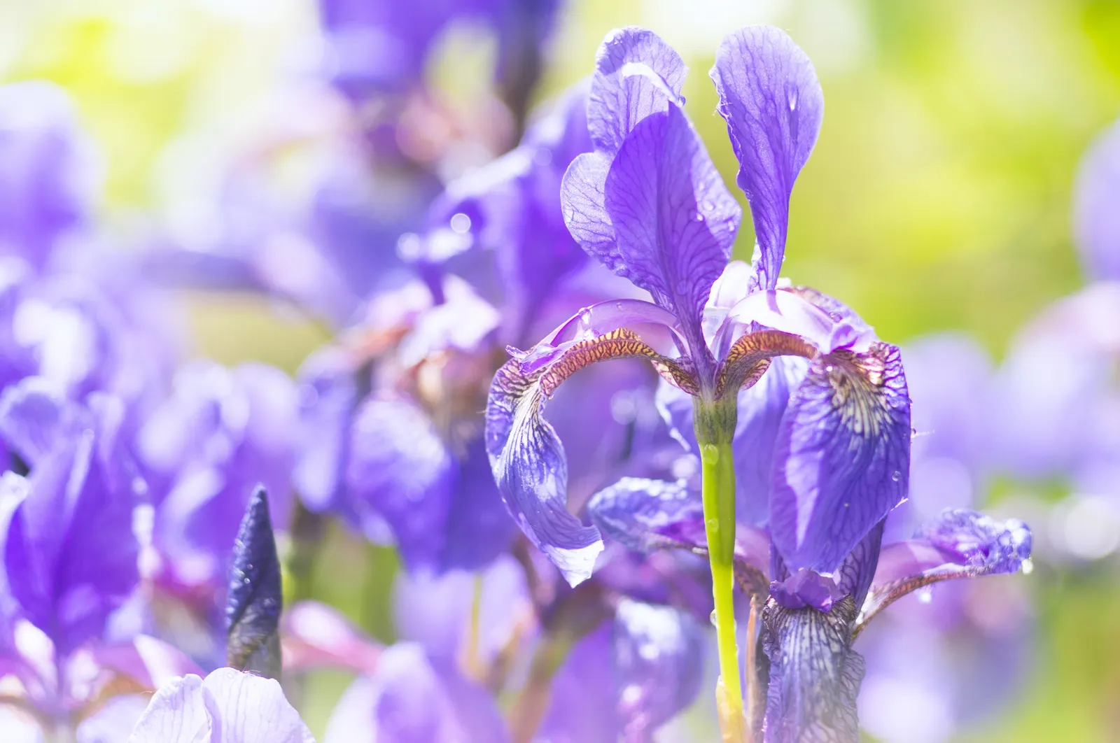 Iris Species (Iris Spp.) — offer a captivating array of colors, often with intricate patterns; with sword-like foliage, they create a striking, image 47