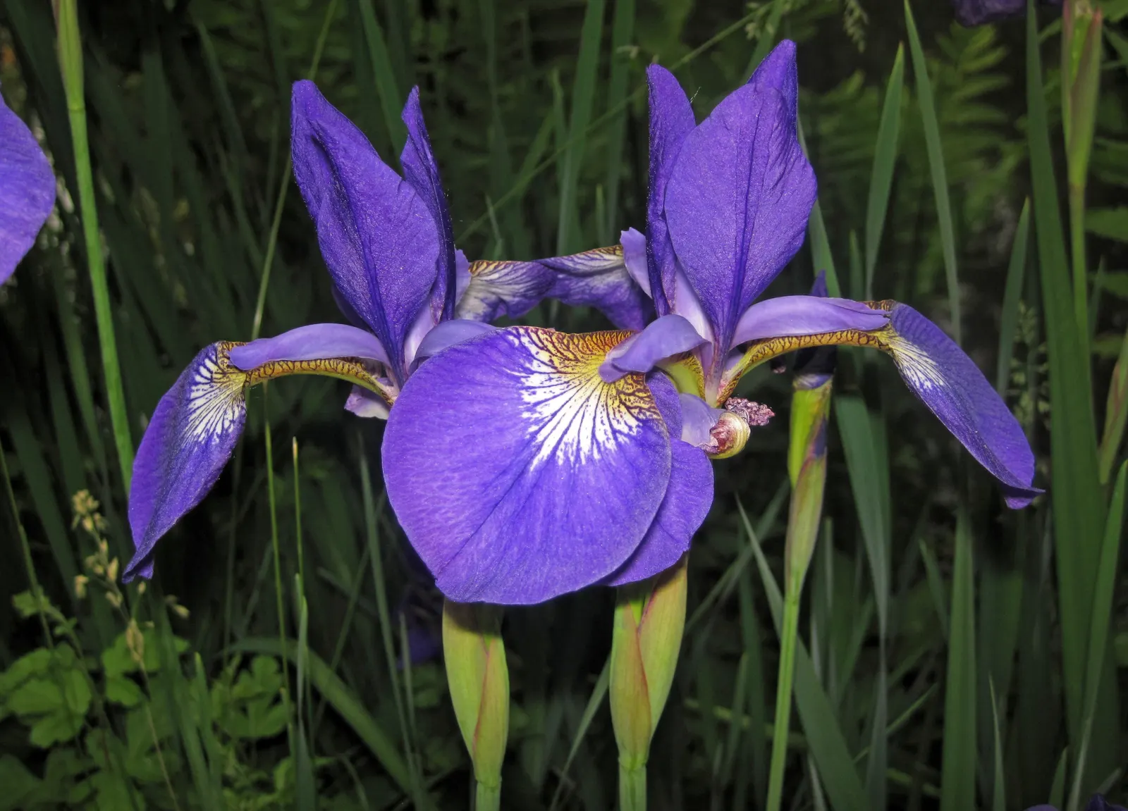 Iris Species (Iris Spp.) — Blooms appear in late spring to early summer