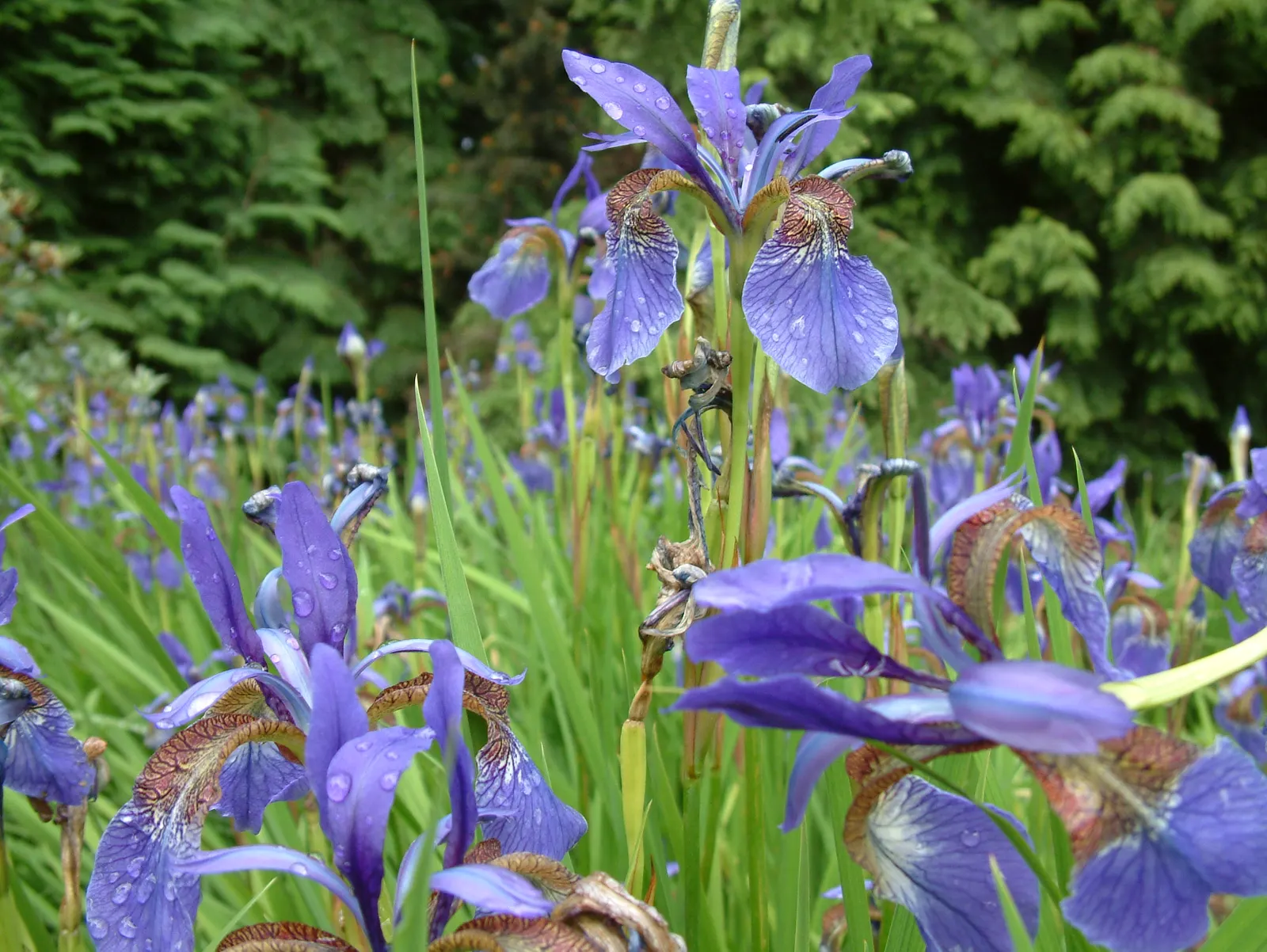 Iris Species (Iris Spp.) — is a staple in gardens seeking a blend of elegance and hardiness; a captivating genus with diverse species