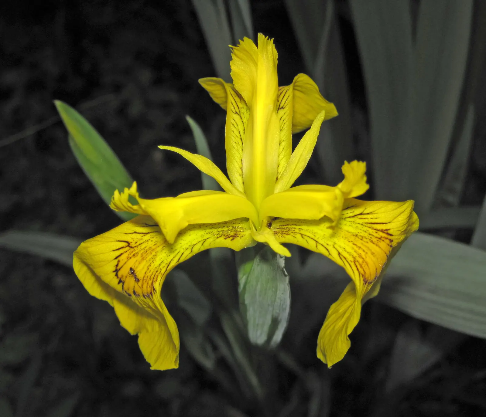 Iris Species (Iris Spp.) — understanding the species' spread is essential