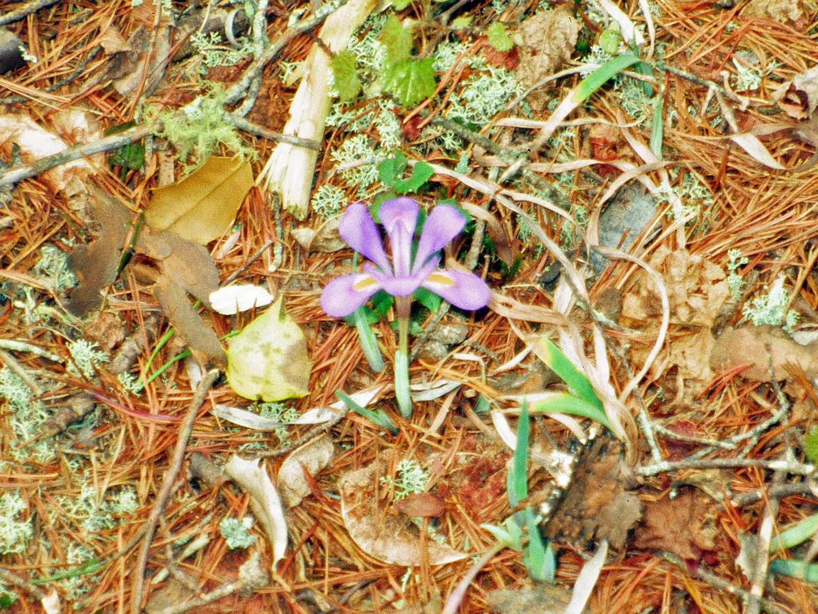 Iris Species (Iris Spp.) — Iris flowers come in an array of colors including purples; gold and multi-colored and red and yellow flowers in the, image 79