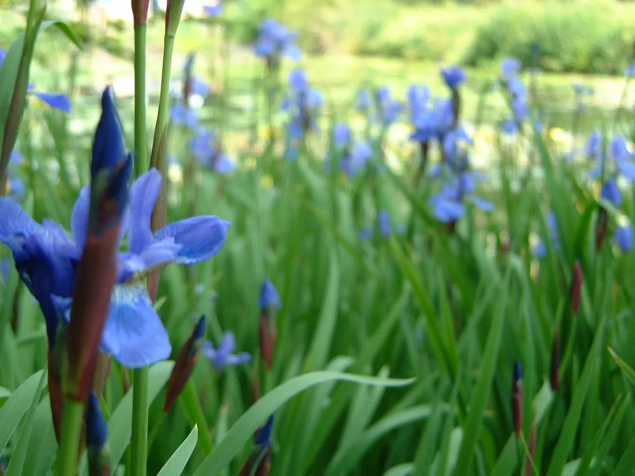 Iris Species (Iris Spp.) — these perennials are prized for their striking