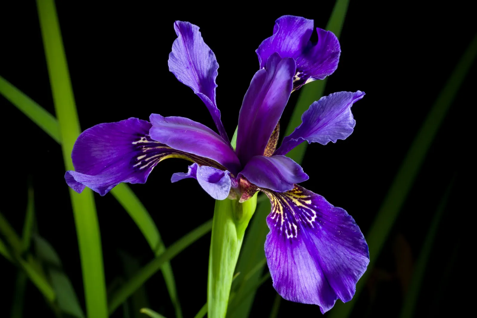 Iris Species (Iris Spp.) — with common garden varieties standing between 8 to 48 inches tall; understanding the species' spread is essential, image 85