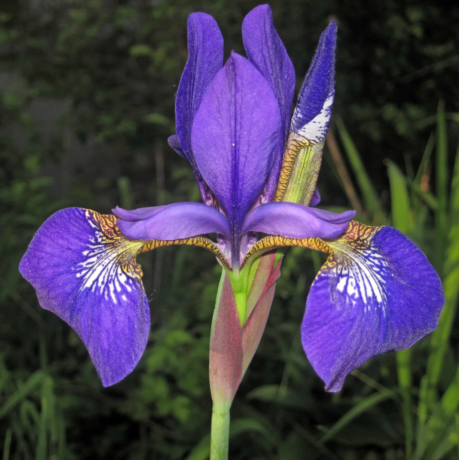 Iris Species (Iris Spp.) — Iris flowers come in an array of colors including purples; gold and multi-colored and red and yellow flowers in the, image 56